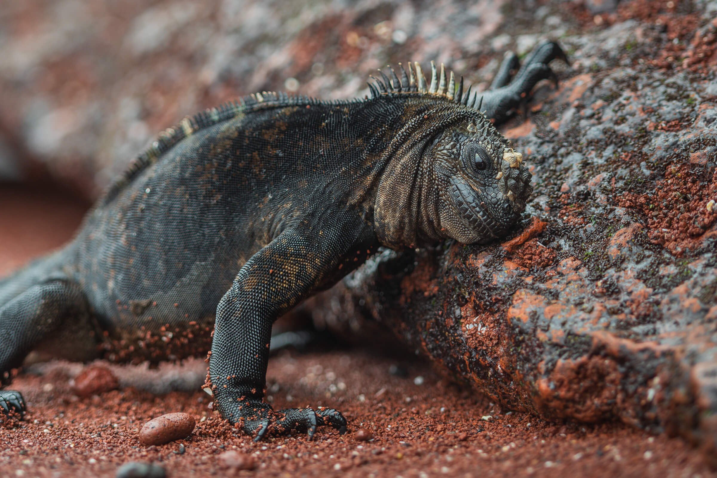190702-GALAPAGOS-63.jpg