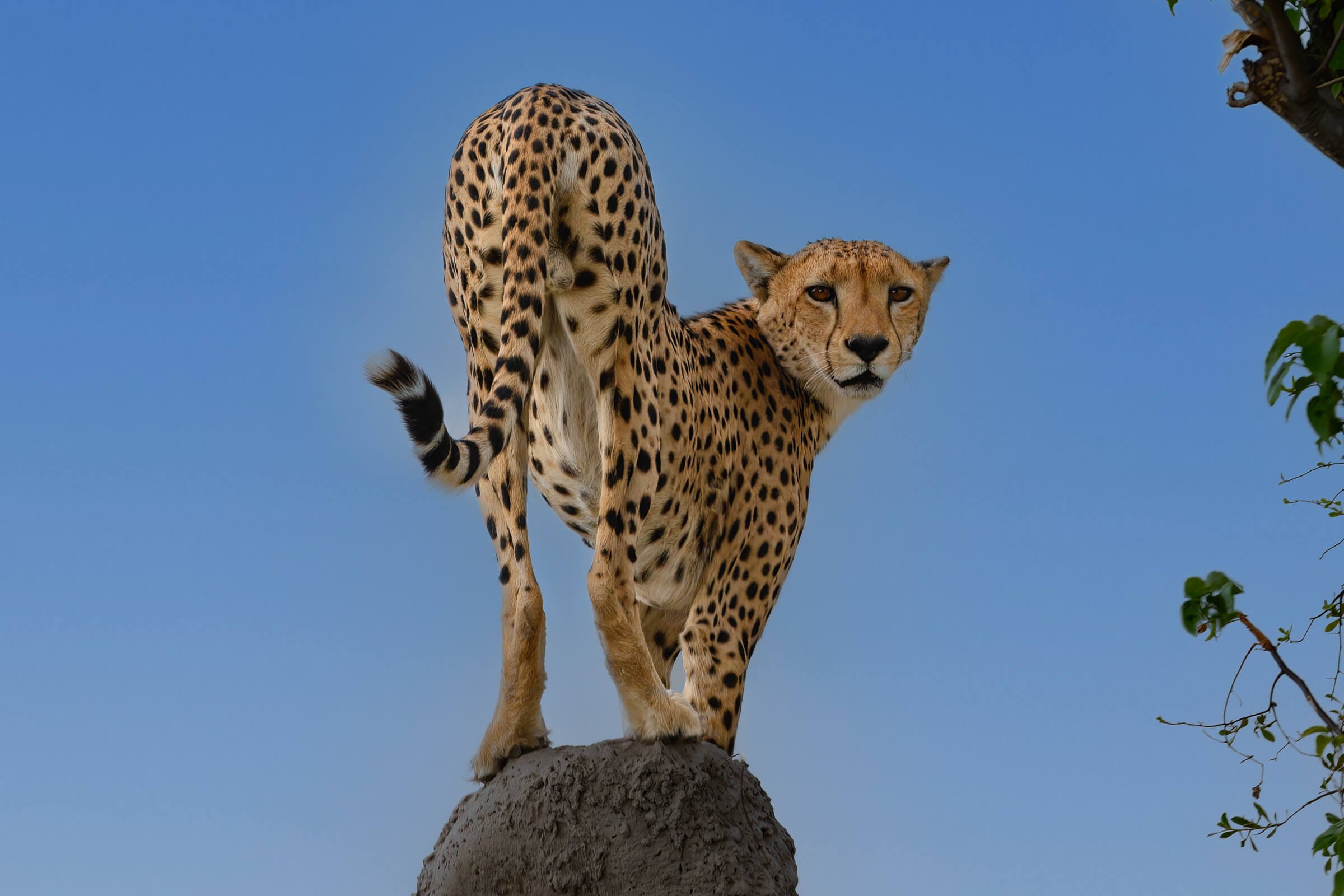 191114-BOTSWANA-1045.jpg