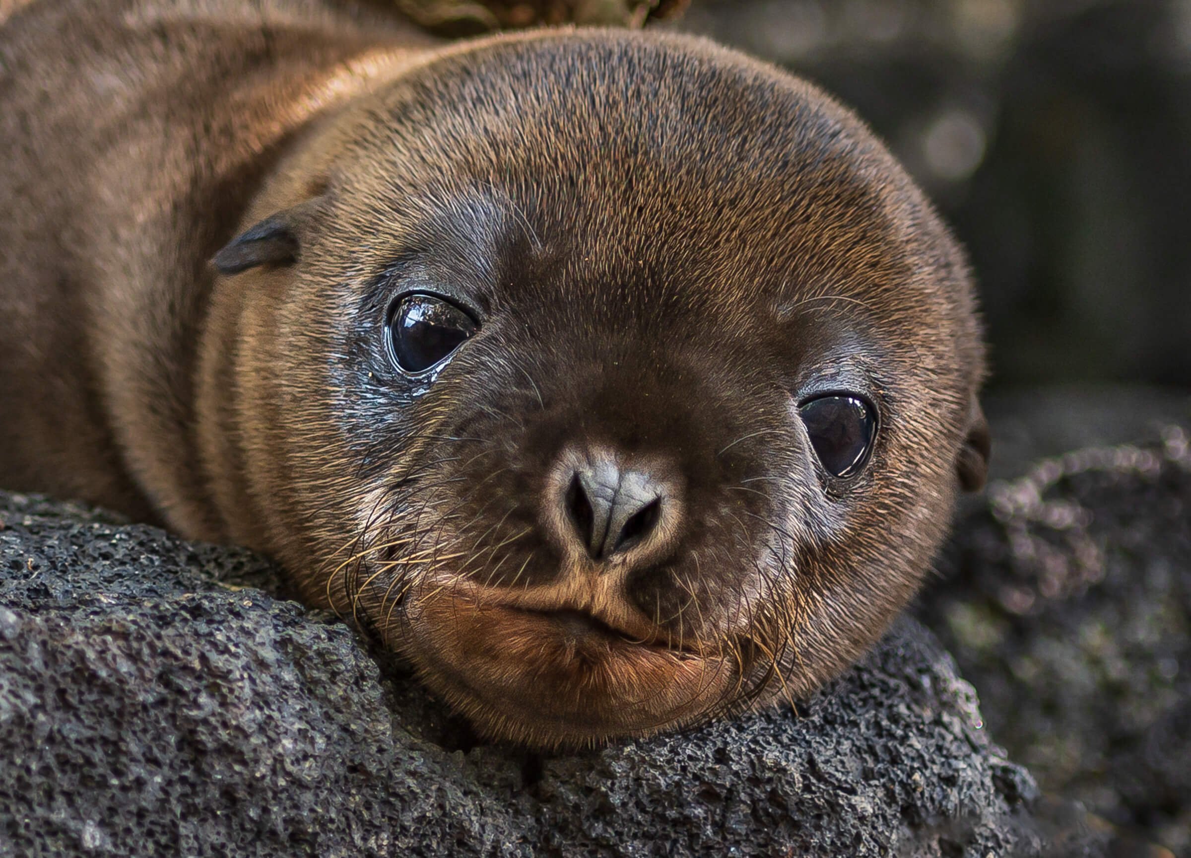 190702-GALAPAGOS-512.jpg