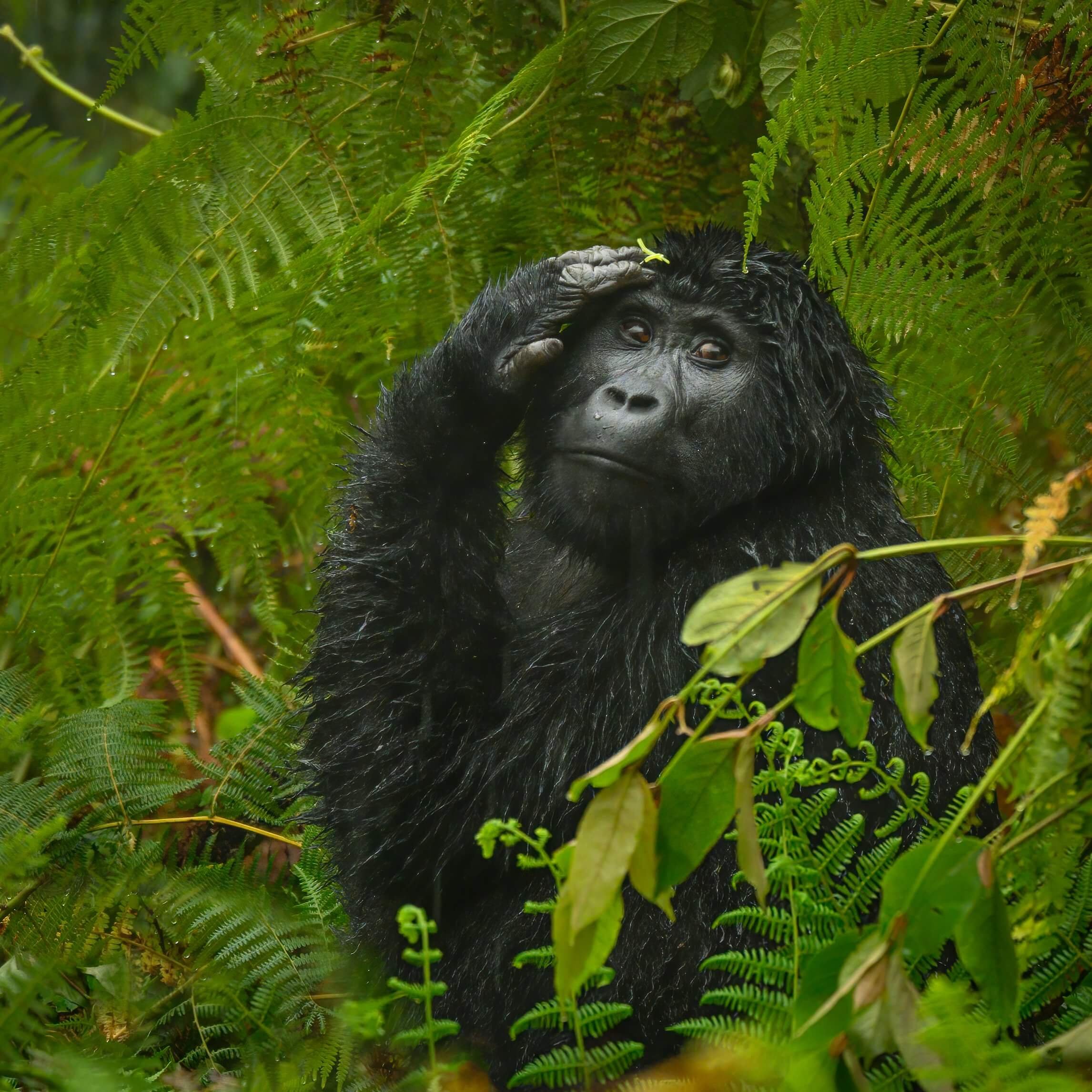 190604-UGANDA+ONLY+GORILLAS-93.jpeg