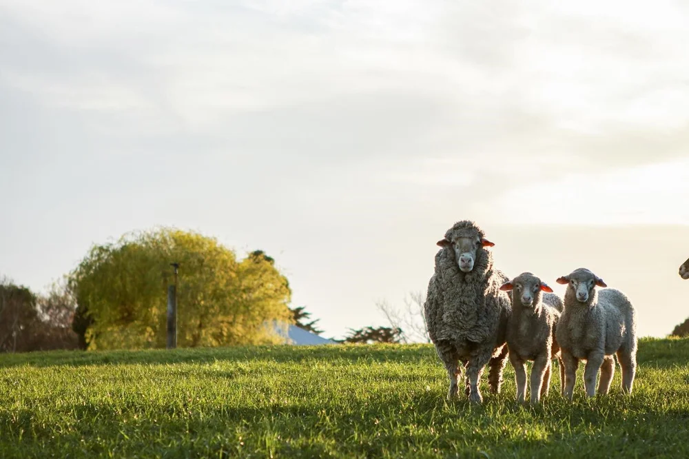 NextGen Ag Services Livestock Pregnancy Scanning
