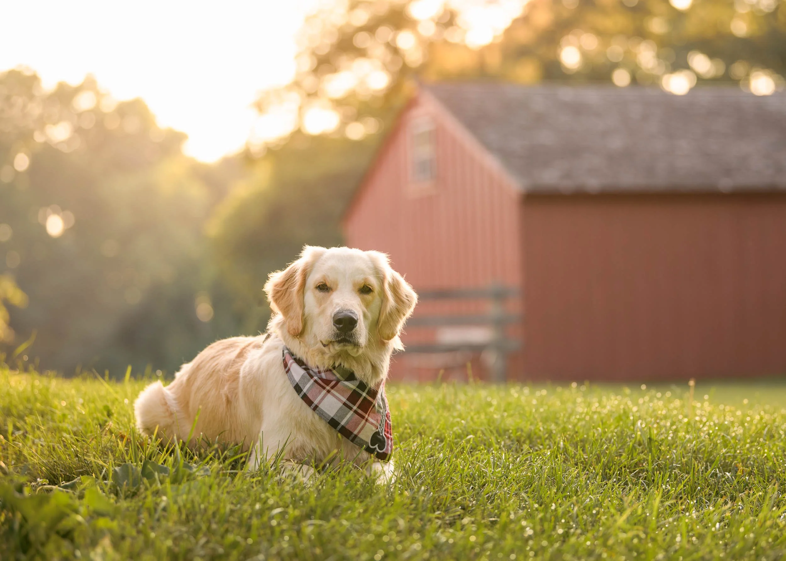 Golden Retriever in front of a red barn at sunrise