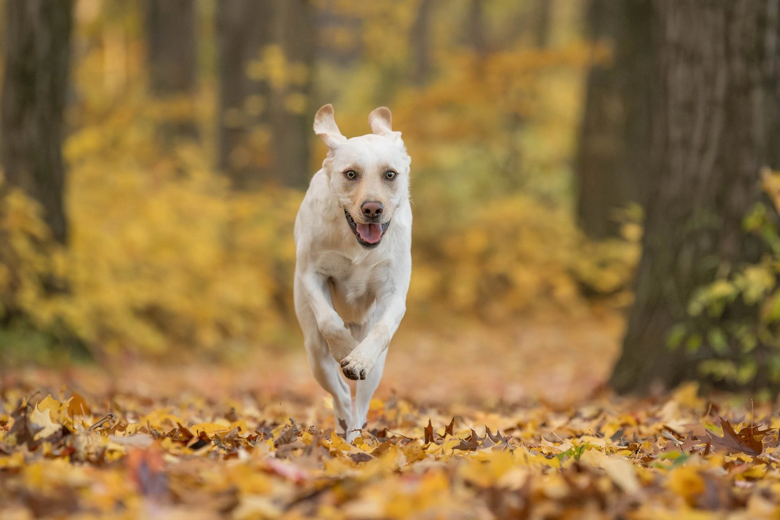 A dog running through an autumn forest with fallen leaves on the ground.