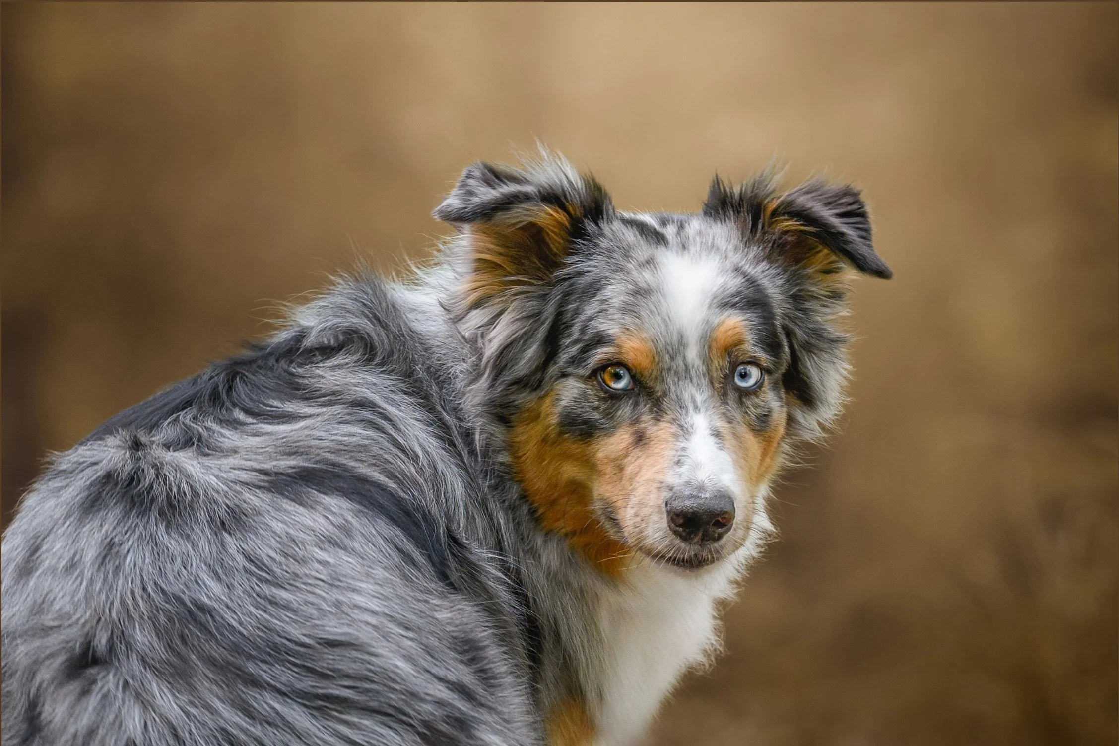 Close-up of an Australian Shepherd dog with merle coat pattern and blue eyes, looking back over shoulder against a blurred brown background.