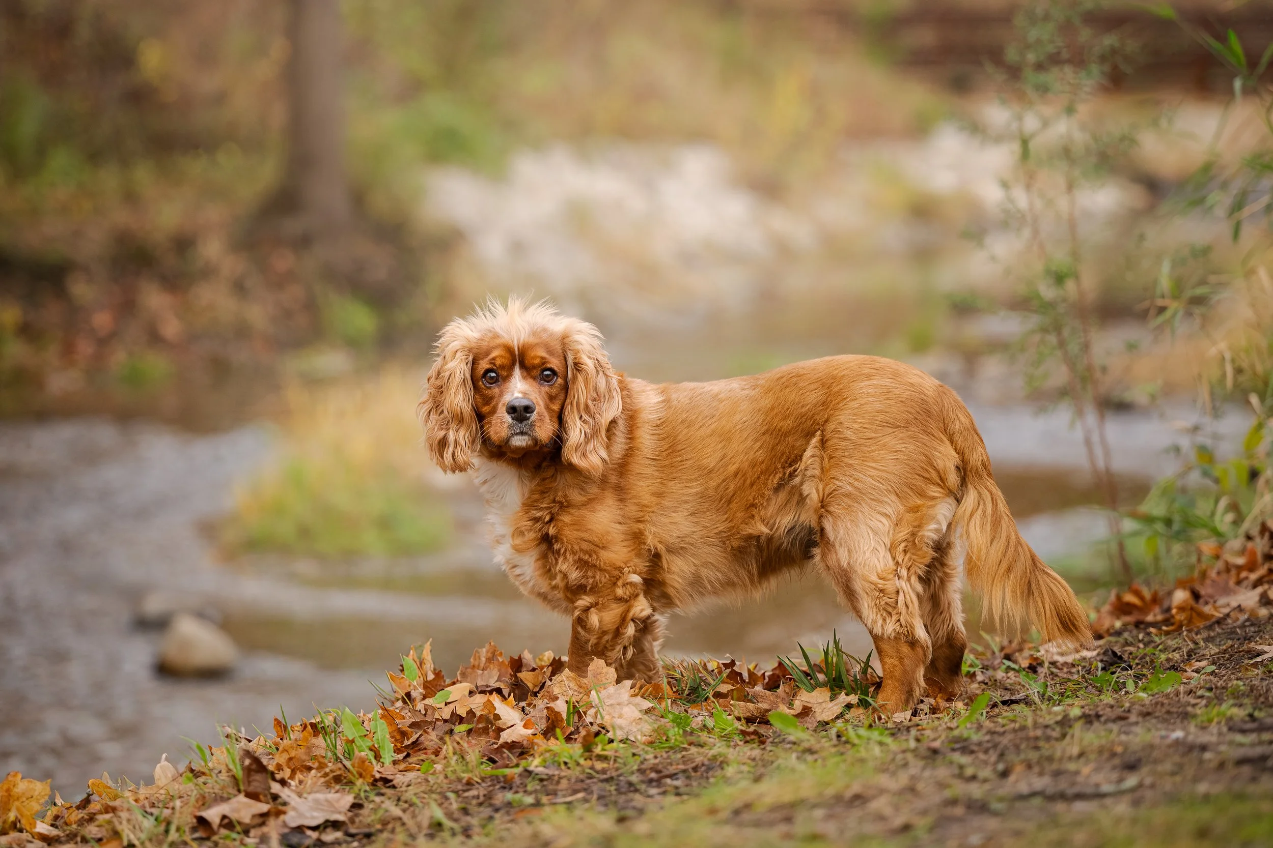 A brown and white dog standing on fallen autumn leaves near a small stream in a forested area with trees and greenery in the background.