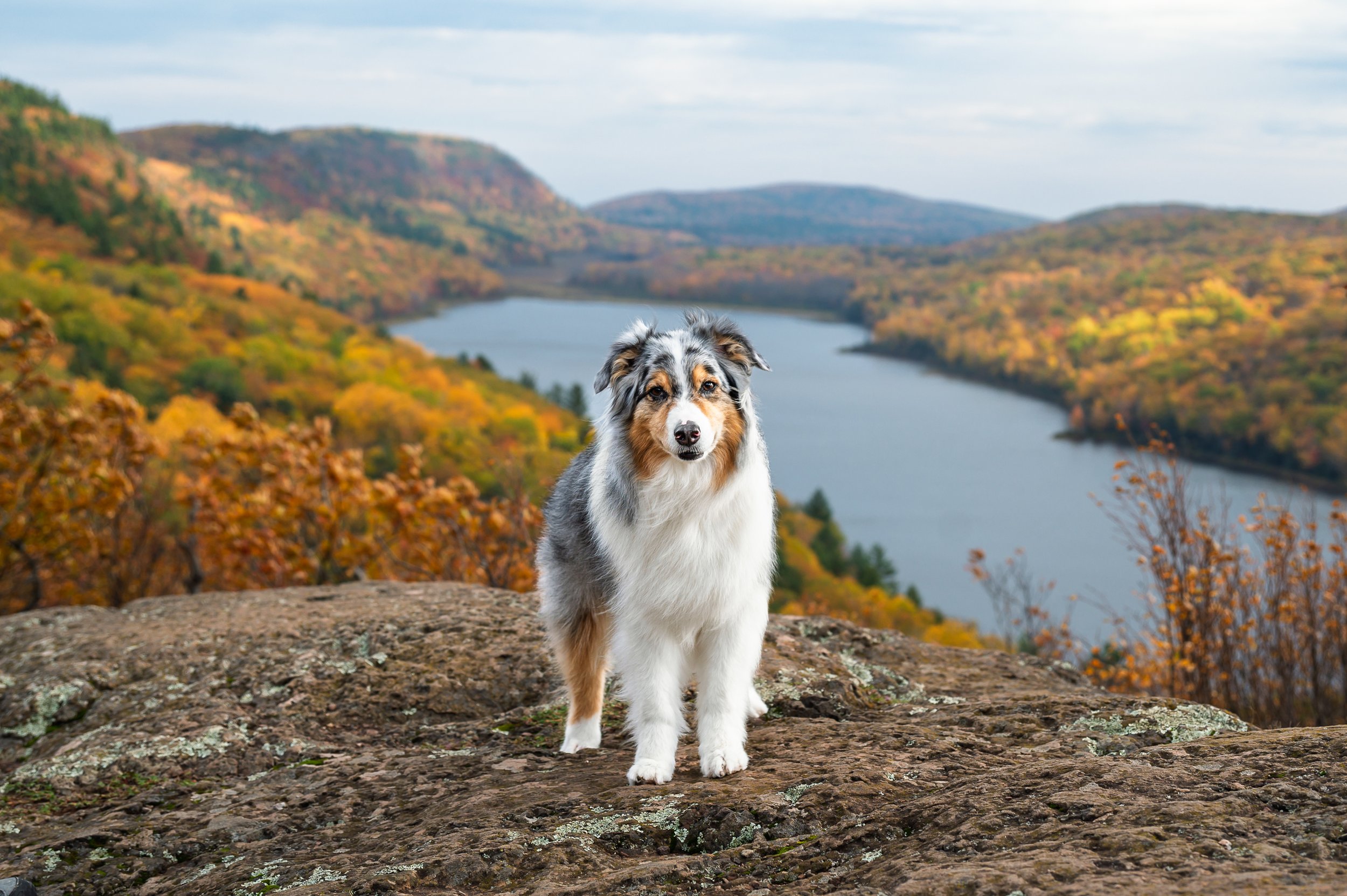 australian shepherd standing on a rock at Lake of the Clouds in the Upper Peninsula of Michigan on a fall day