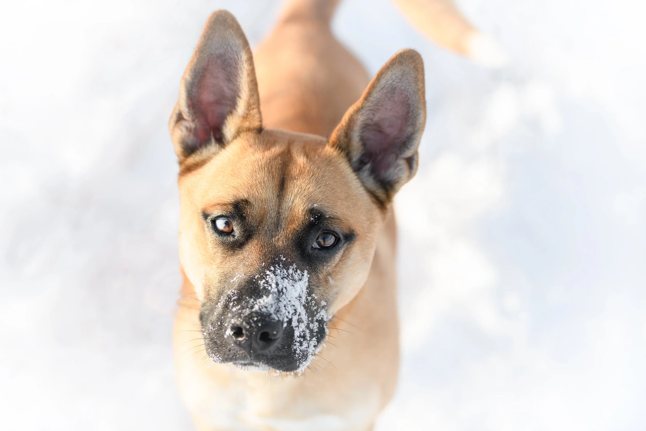 A tan and black dog with snow on its nose, looking up at the camera, standing on snow-covered ground.