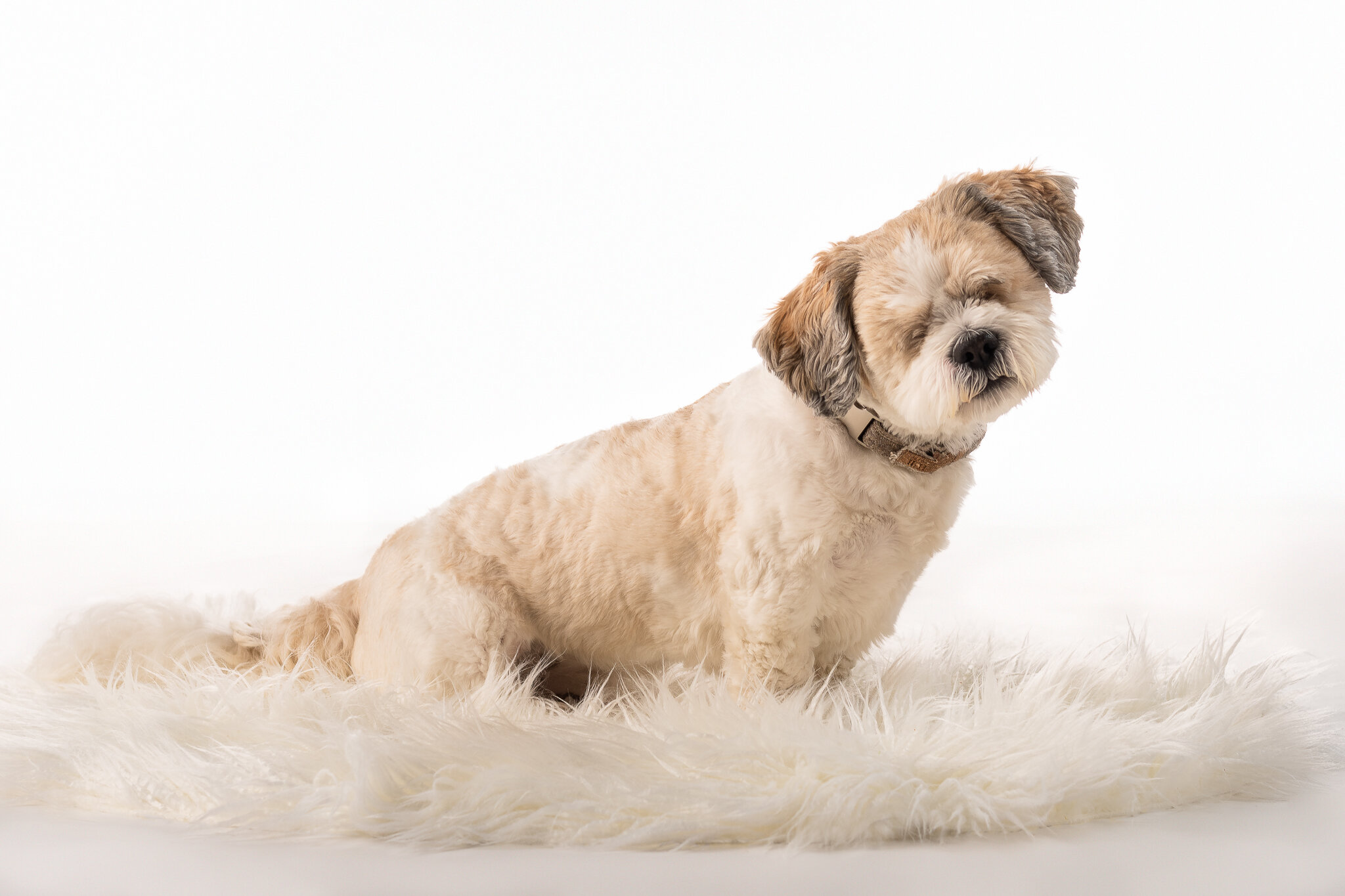 A cute little white Shih Tzu who is blind