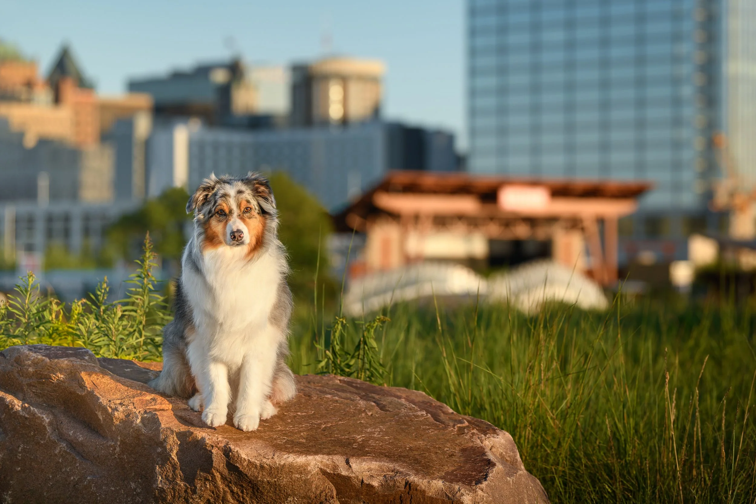 australian shepherd sitting on a rock at Lakeshore State Park at the Milwaukee, Wisconsin Lakefront with the city of Milwaukee and Summerfest grounds in the background