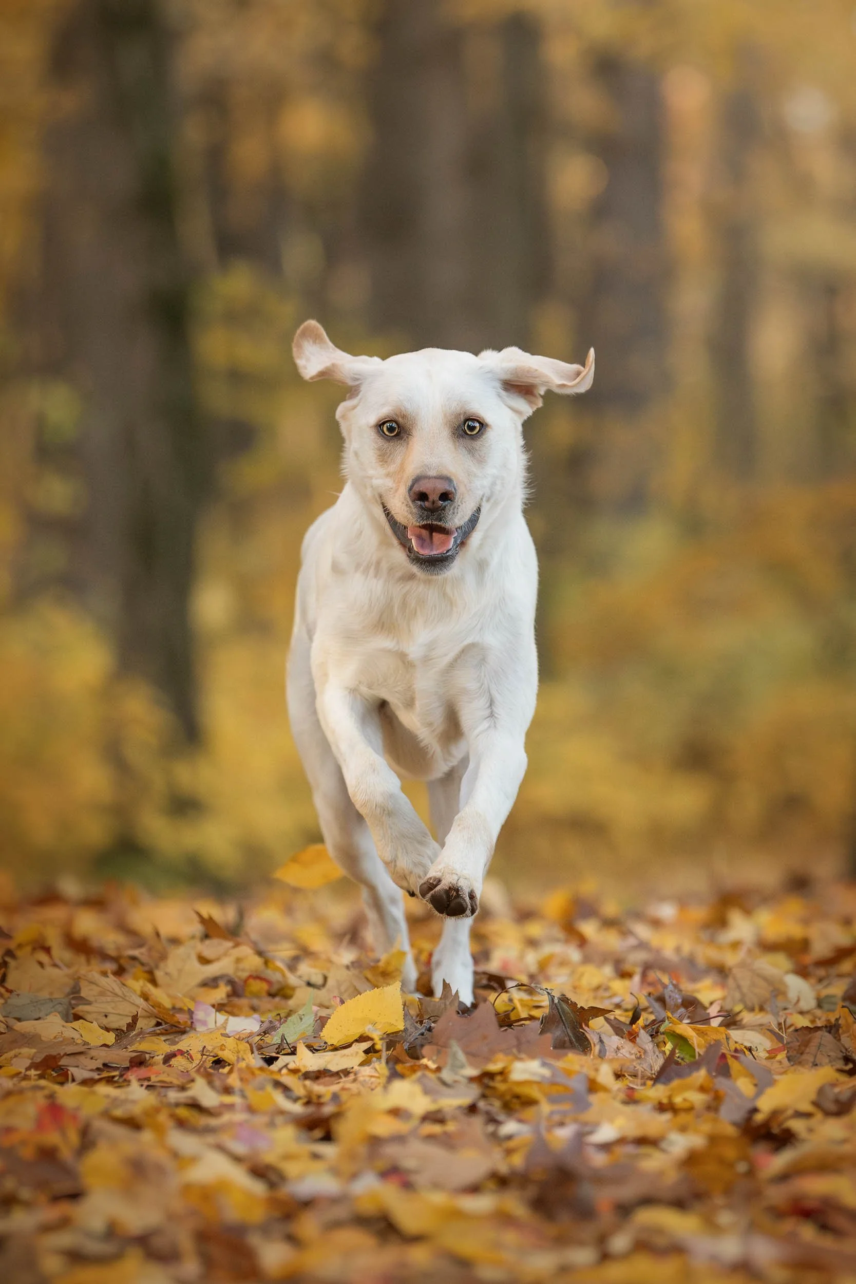 Stephanie Lynne Photography-6636-Enhanced-NR-Edit copy.jpg