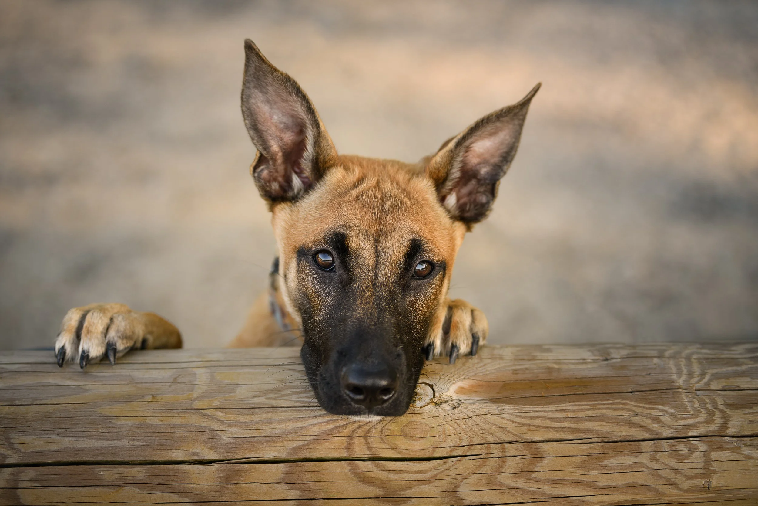 DSC_6292-Edit-Edit-Website (2500px)-2 copy.jpg