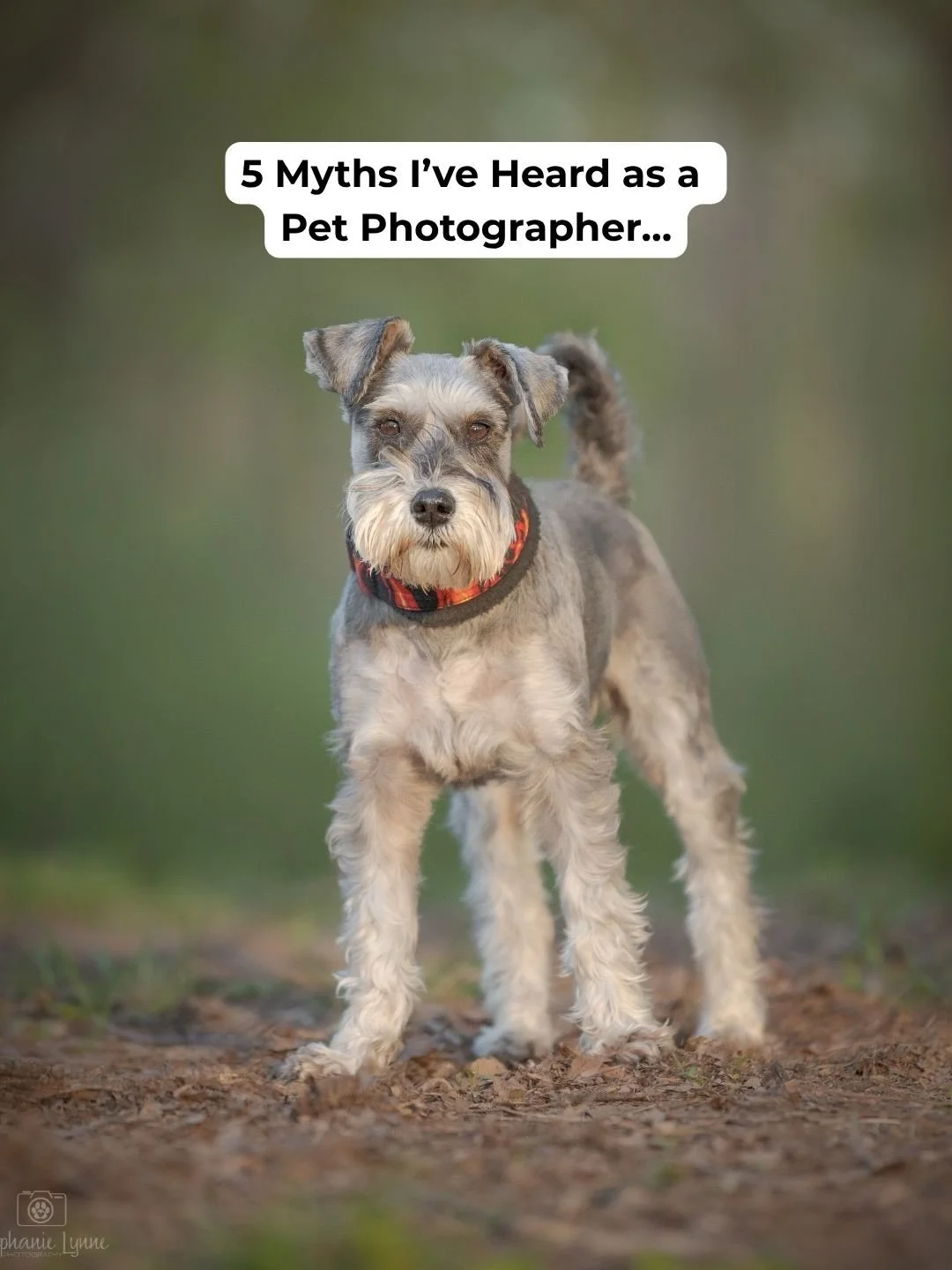 Most people assume their dog isn&rsquo;t a &ldquo;good candidate&rdquo; for photos.

That&rsquo;s usually based on a few common myths:
&bull; They have to sit perfectly &bull; They have to be off-leash &bull; They have to be calm the whole time &bull