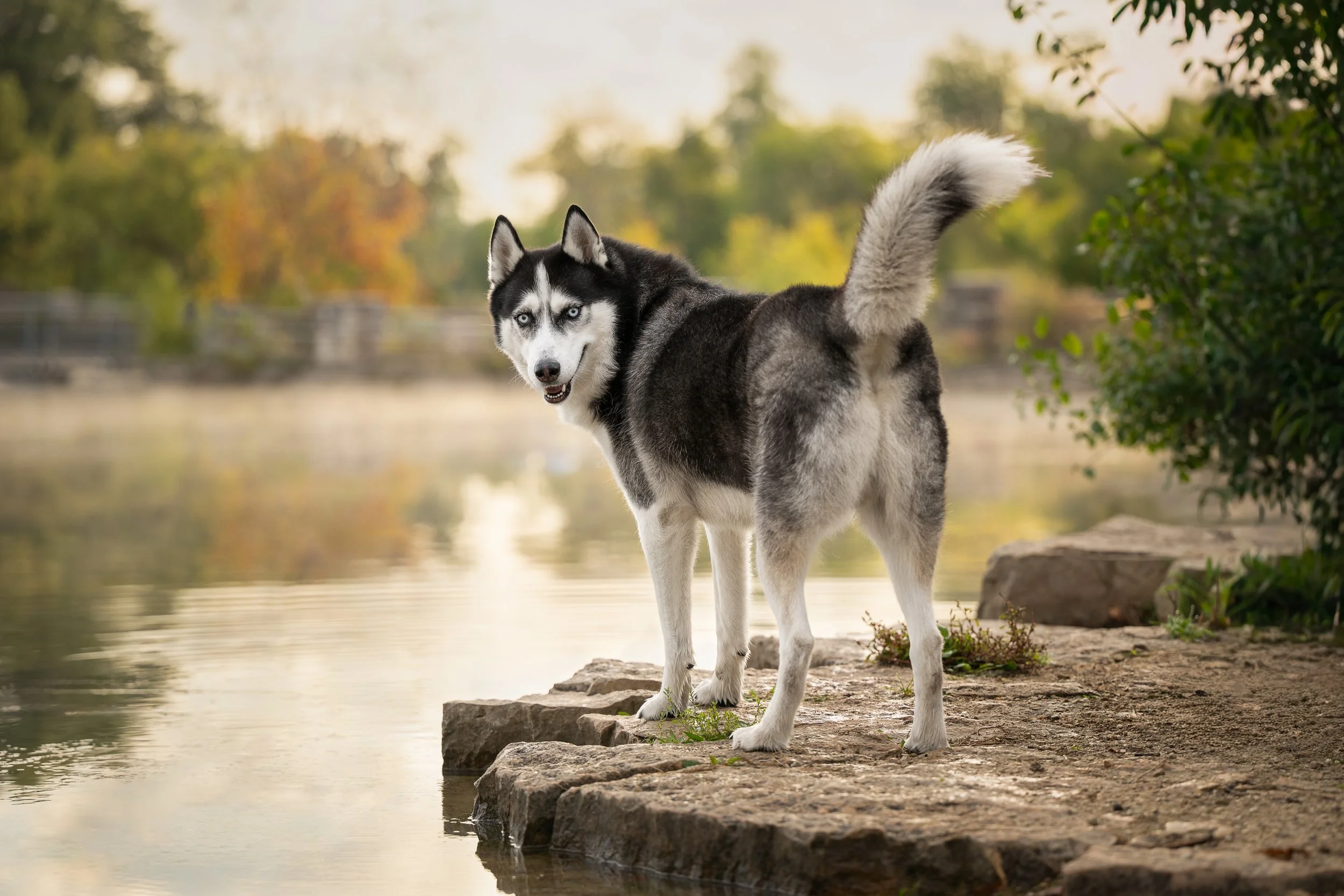 A Siberian Husky dog standing on rocks by a lake with trees in the background.