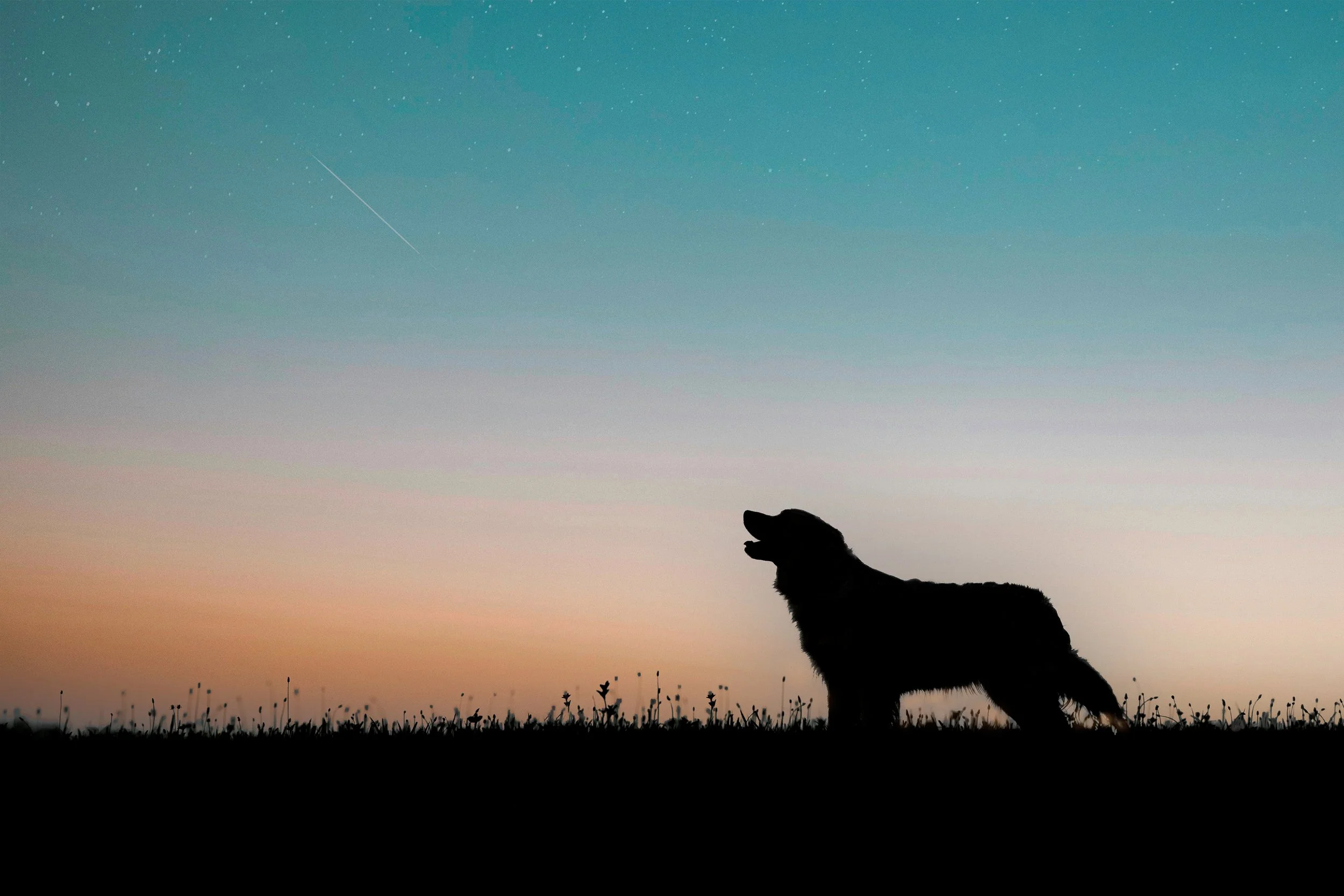 Silhouette of a dog sitting on grass during sunset, with a colorful sky and stars, including a visible shooting star.