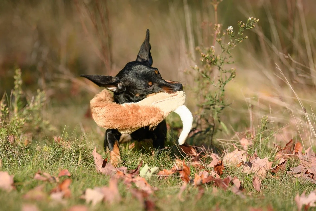 A small black dog with large ears sitting in a grassy area with fallen leaves, holding a beige chew toy with a white bone in its mouth and wearing a furry orange collar.