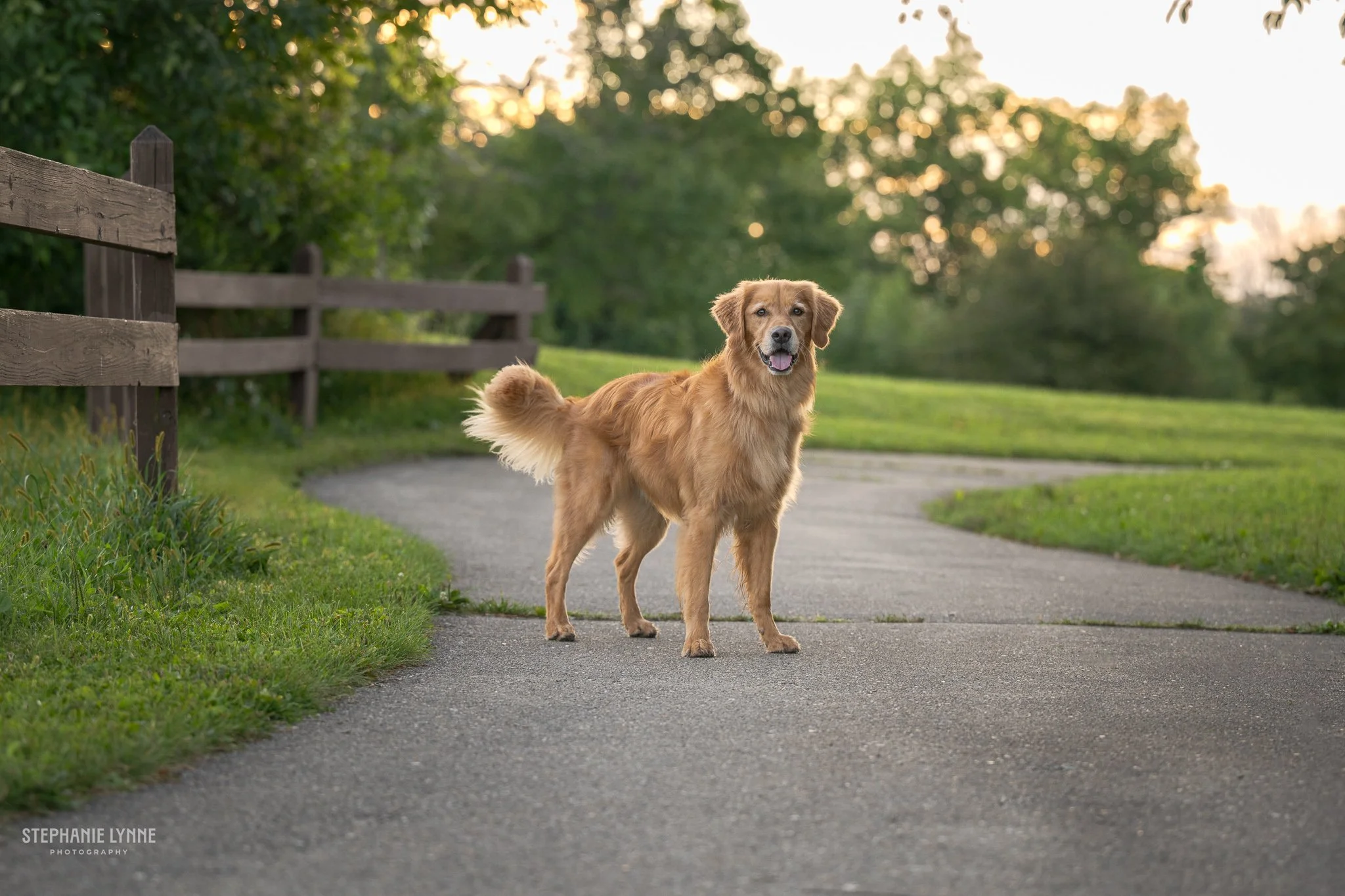 Golden retriever standing on a paved path in a park with green grass and trees, backlit by sunset.