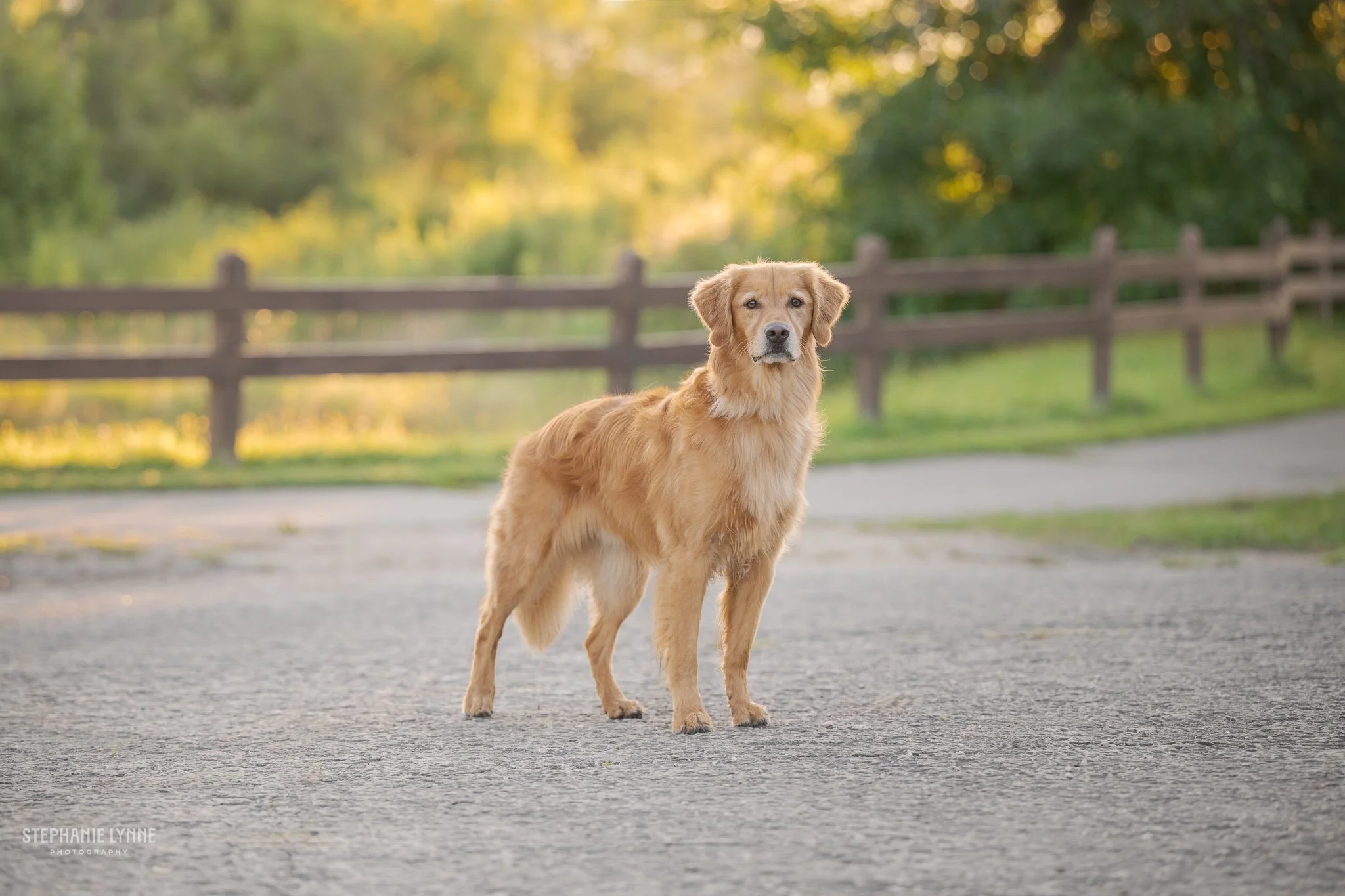 A dog standing on a paved pathway in a park with a wooden fence and green trees in the background during sunset or late afternoon.
