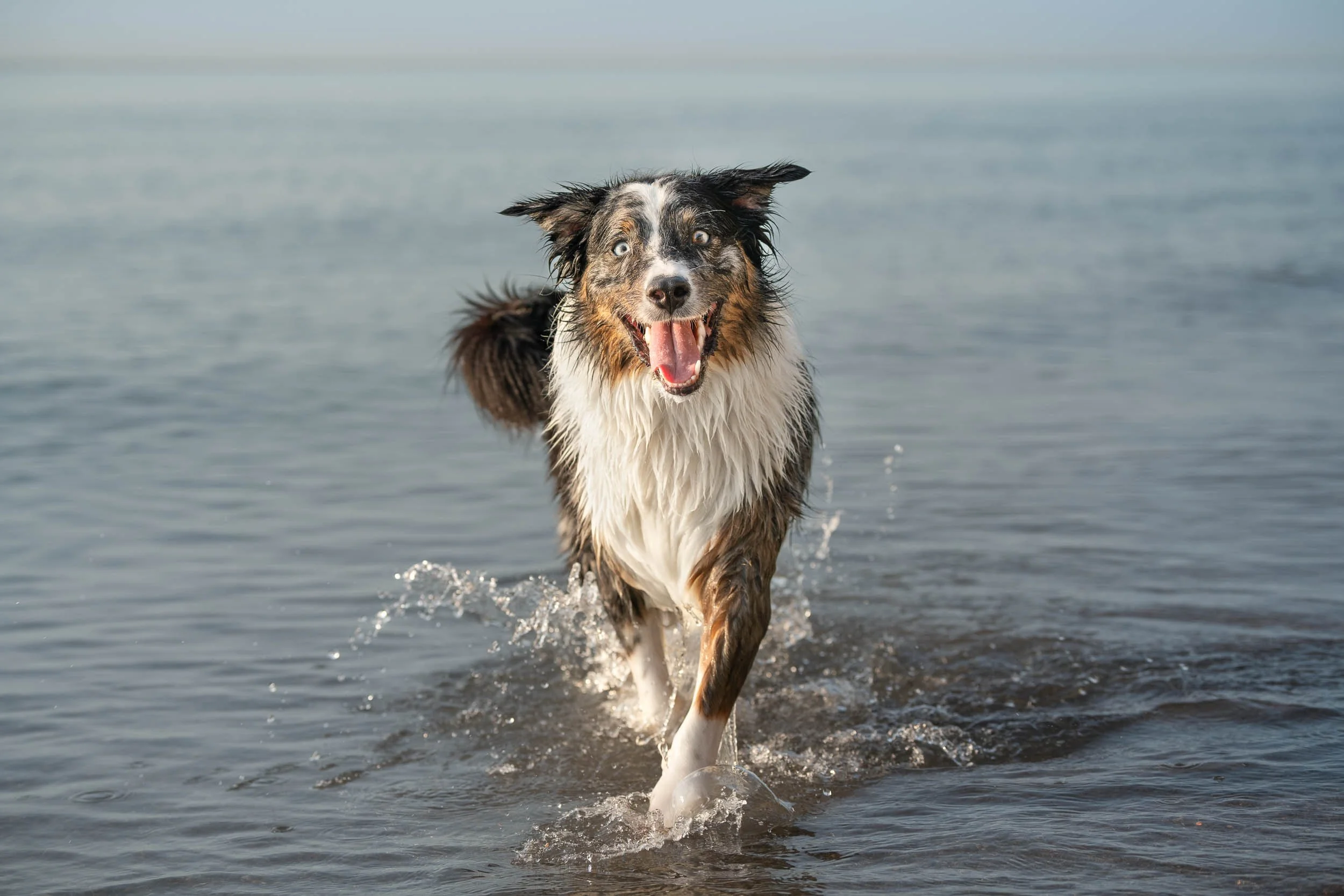 A happy Australian Shepherd dog running through water at the beach, with a joyful expression.