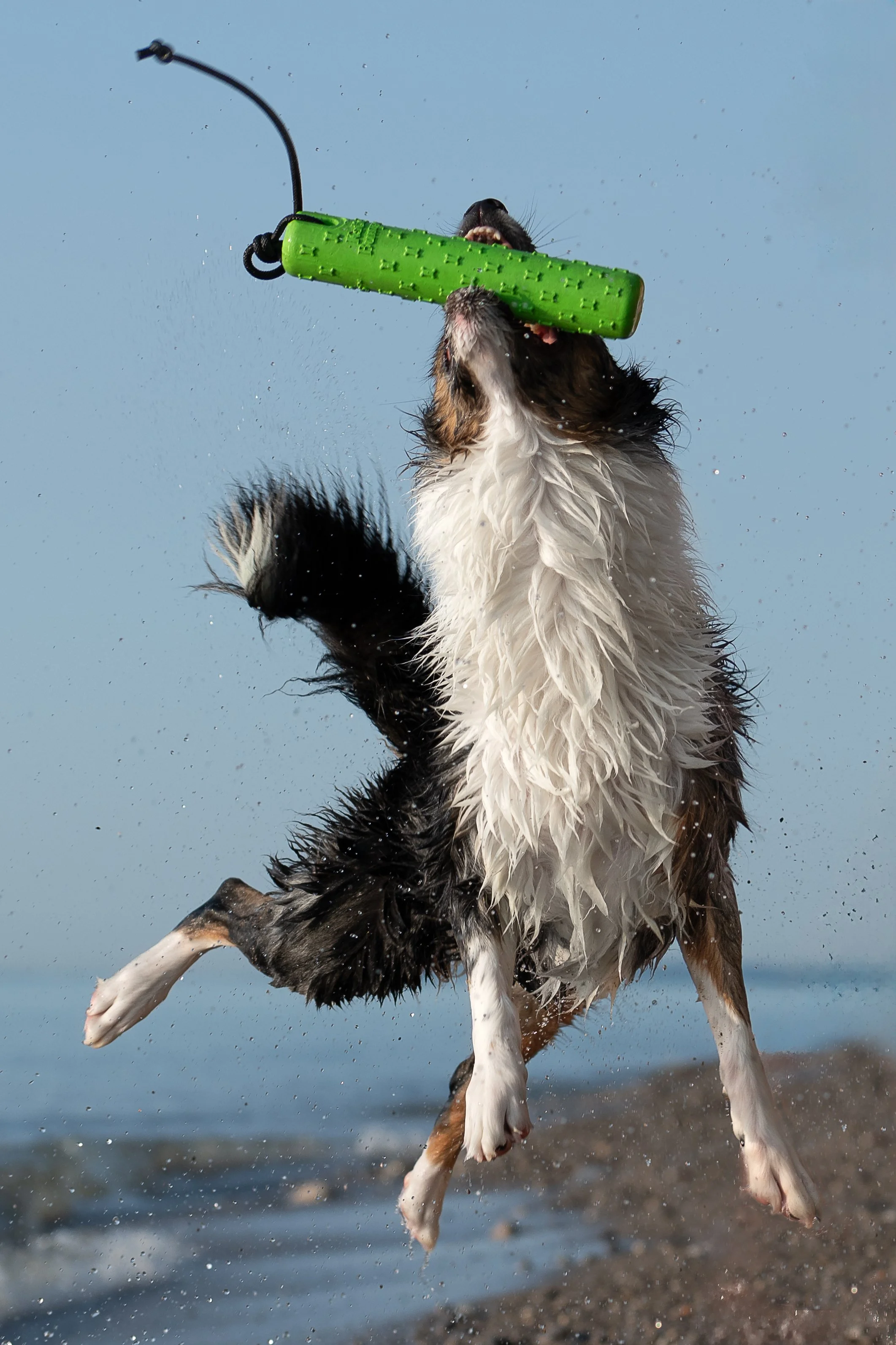australian shepherd on the beach mid-air catching a green bumper toy