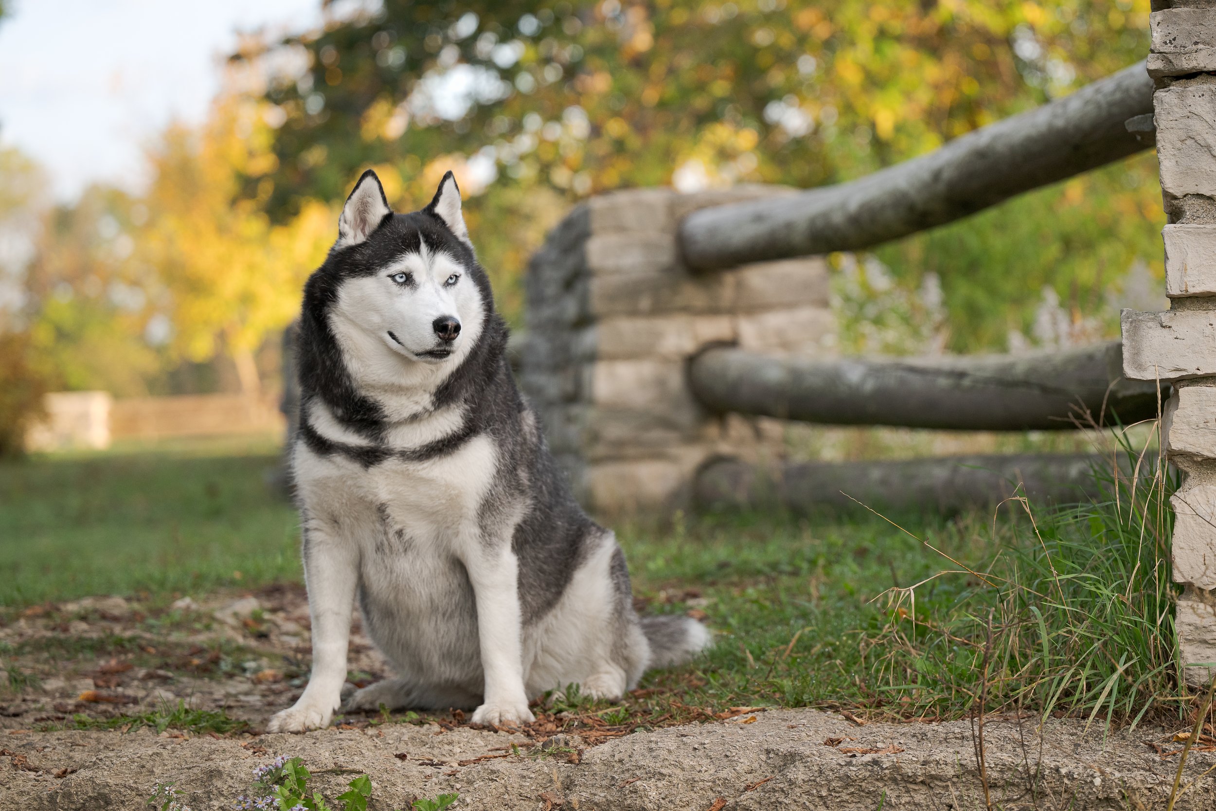 A Siberian Husky dog with black and white fur sitting outdoors near a rustic wooden fence in a park or garden setting during fall, with trees showing autumn colors in the background.