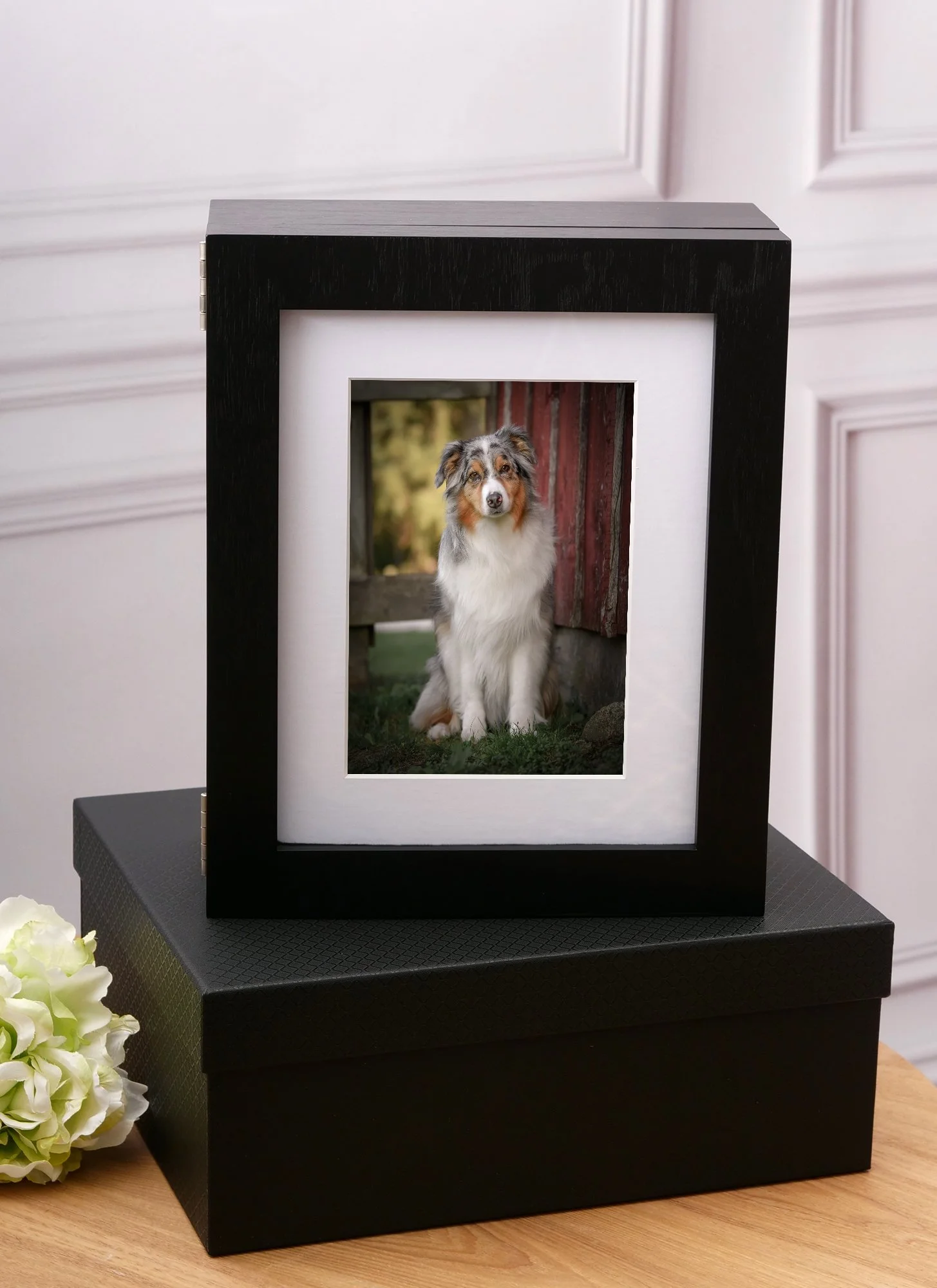 A framed photograph of an Australian Shepherd dog sitting outdoors next to a wooden structure, placed on a black presentation box on a wooden table, with white flowers nearby.