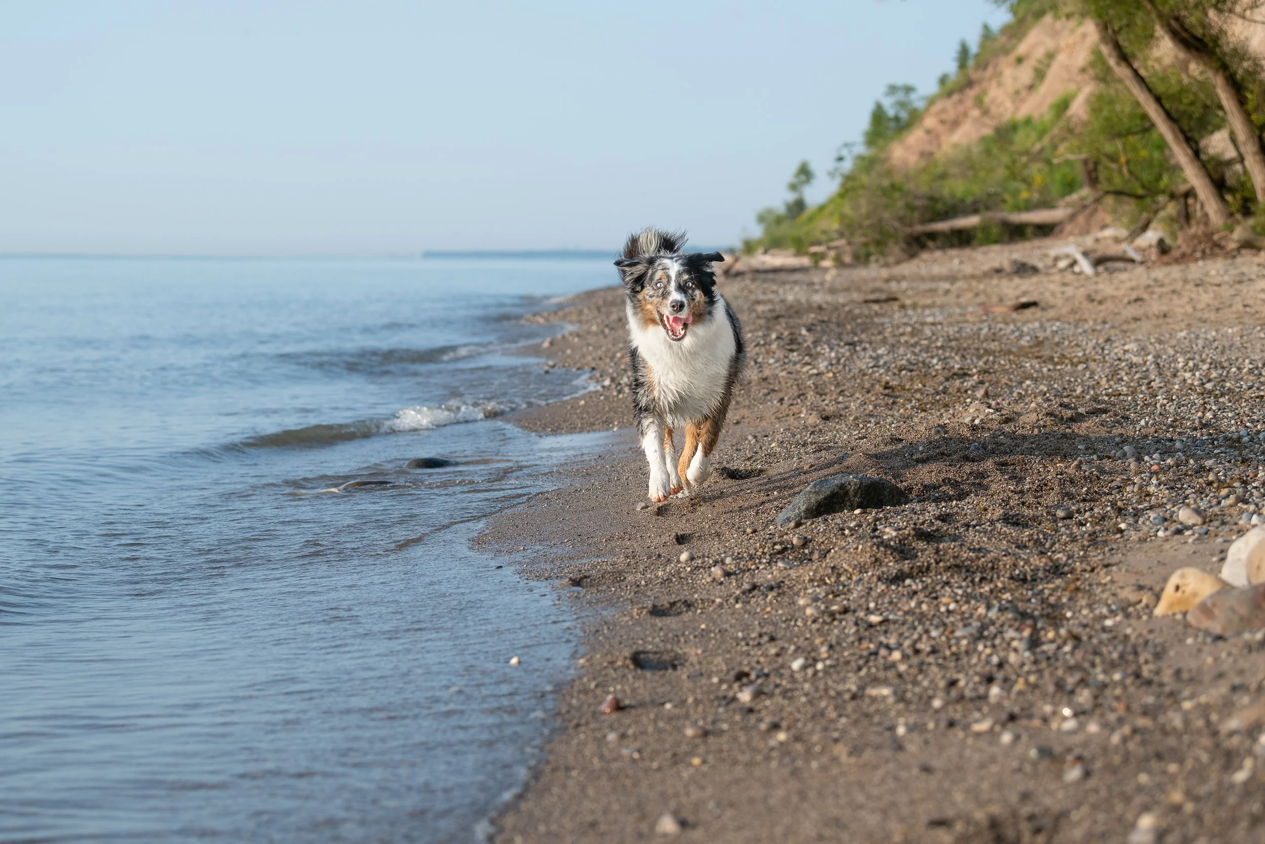 An Australian Shepherd dog running along a beach shoreline with water on the left and trees on the right.