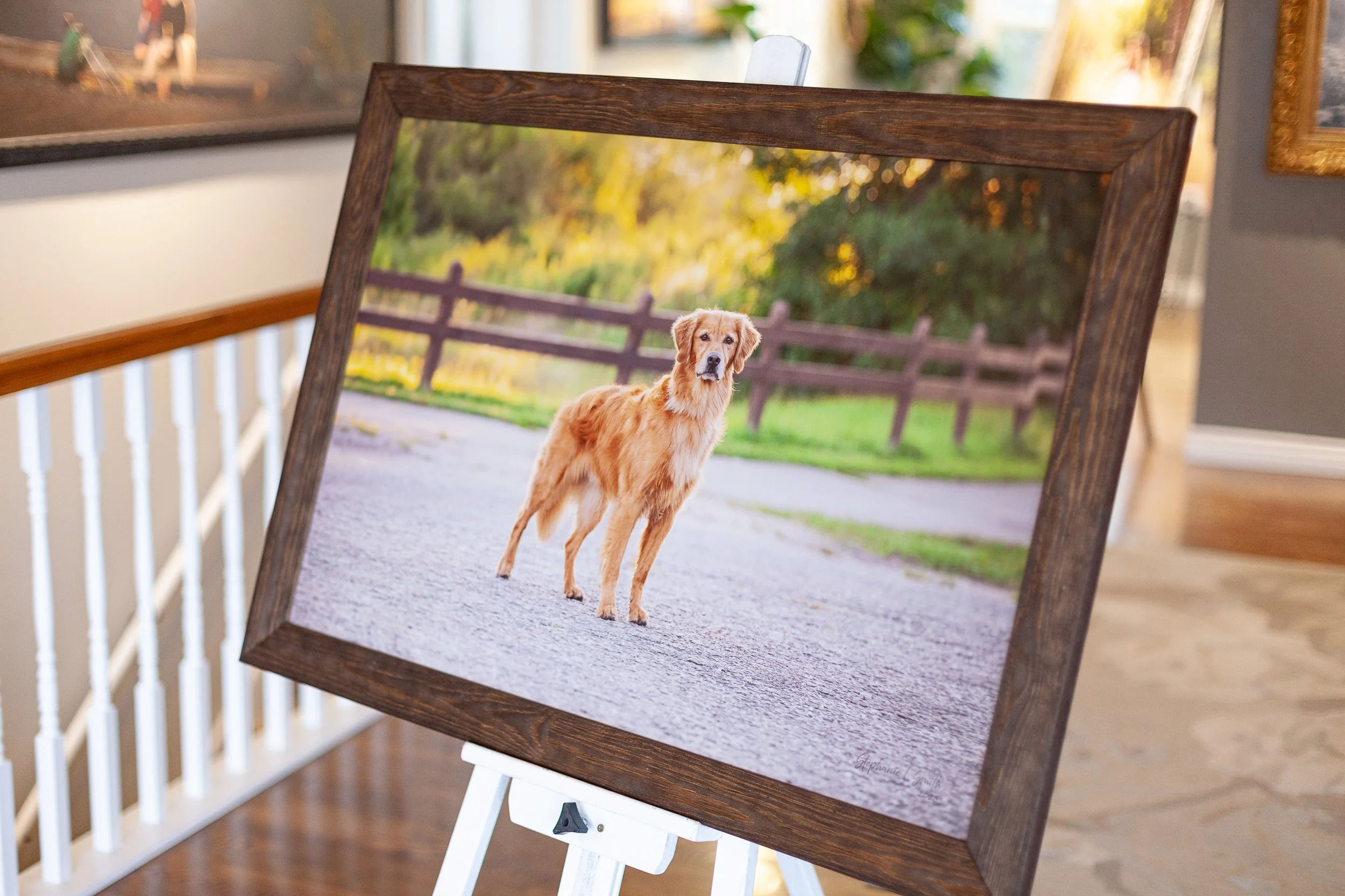 Rustic framed image of a golden retriver in front of a split rail fence