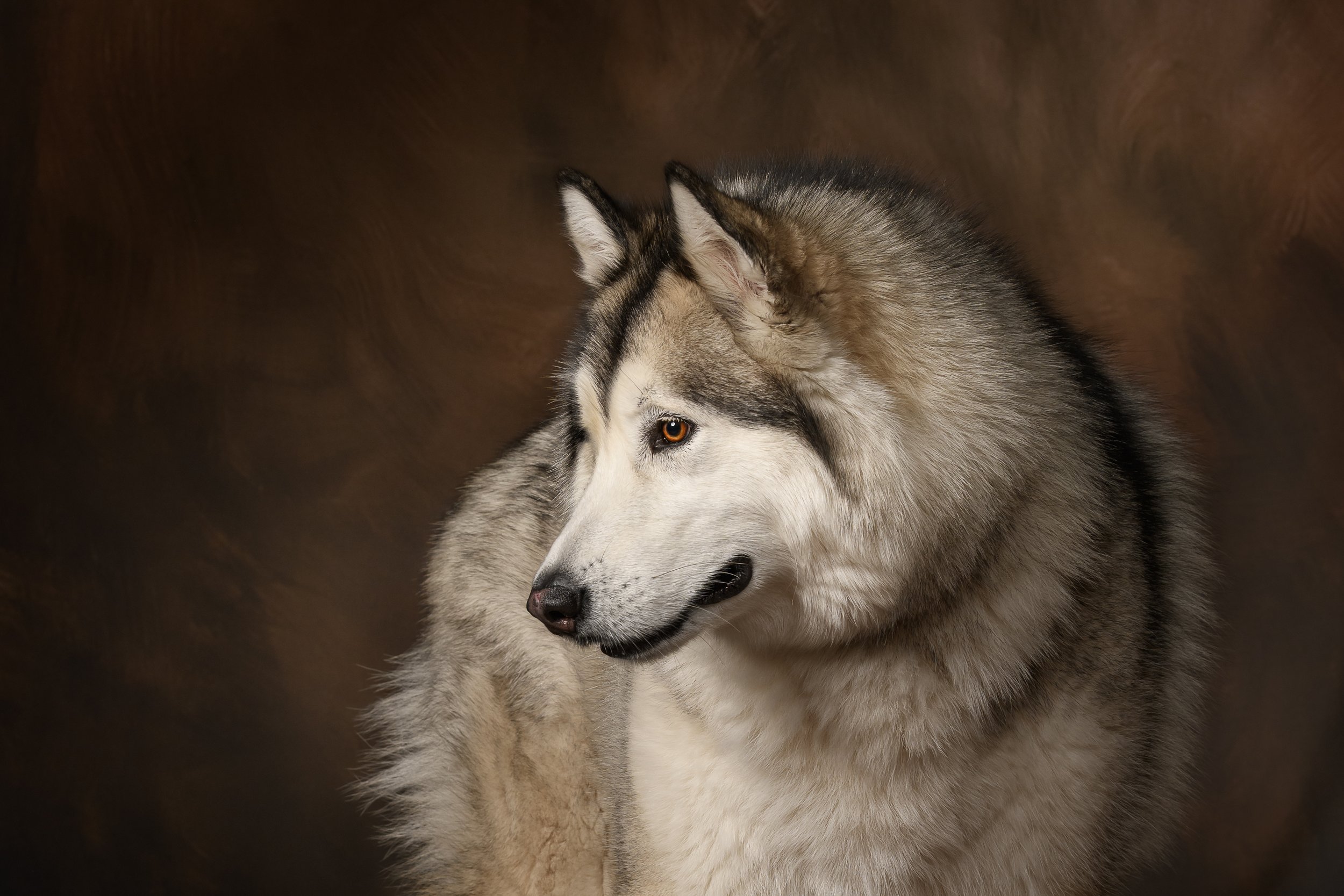 Siberian Husky Looking to the side