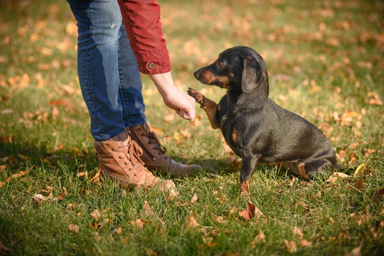 A person in jeans and brown boots is giving a paw to a sitting black and brown dachshund in a grassy area with fallen autumn leaves.