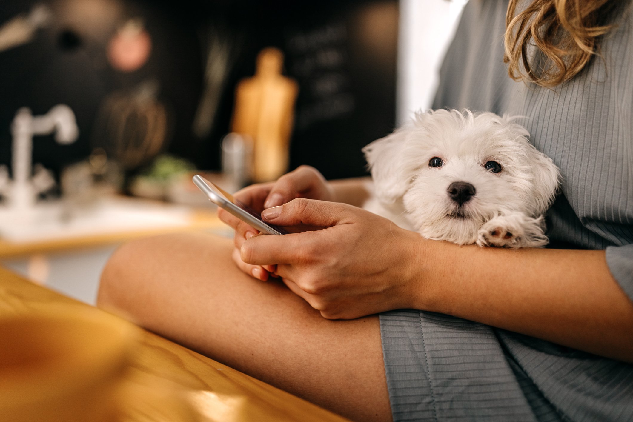 A woman with a white dog on her lap, texting on her phone