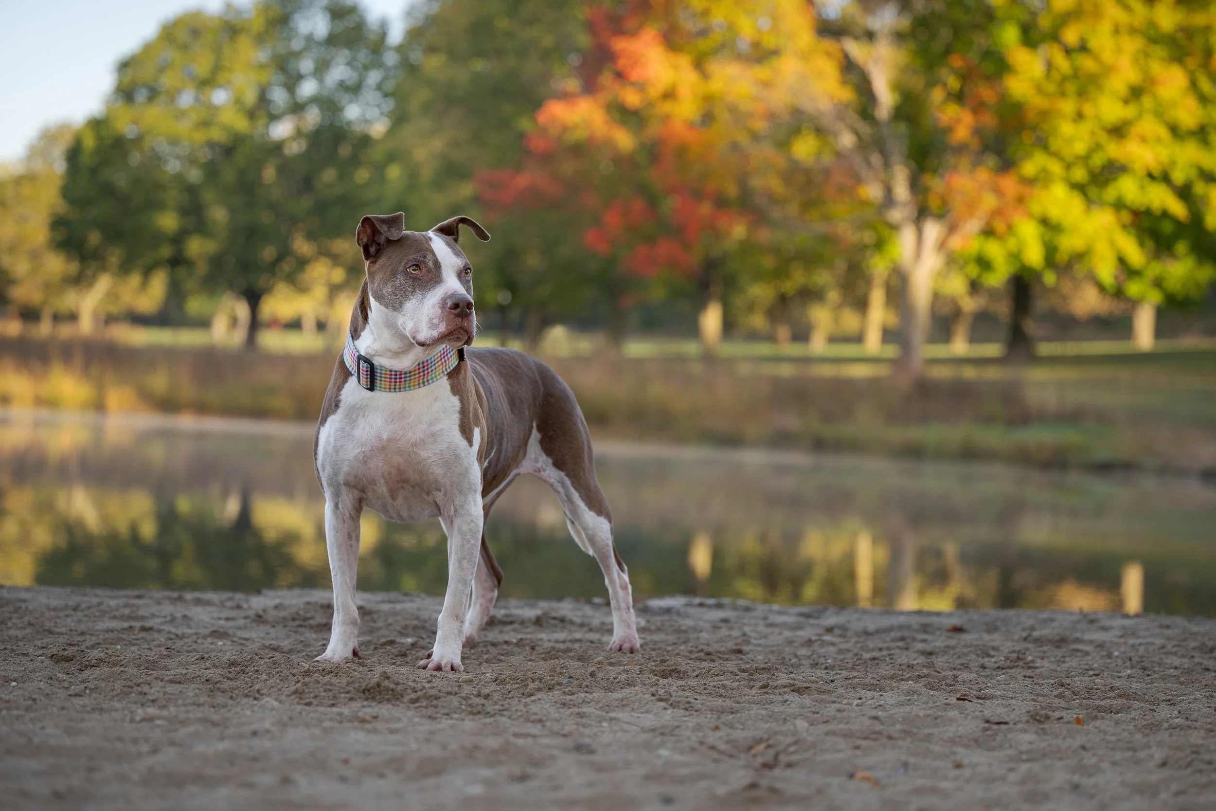 Dog with brown and white coat standing on sandy ground near a body of water, with trees showing fall colors in the background.