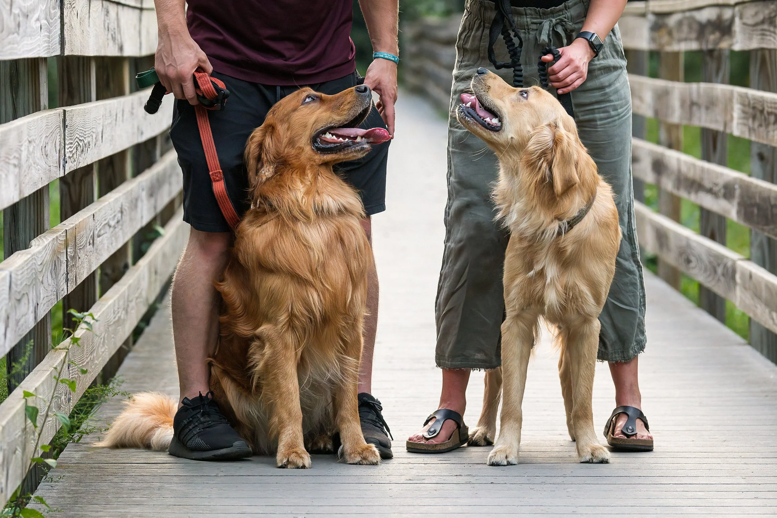 Two dogs on the bridge with their people