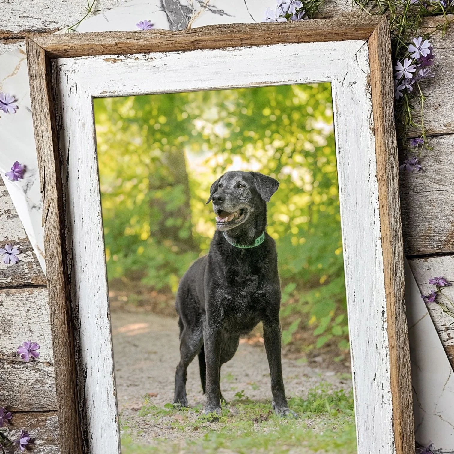 farmhouse frame rustic fine art print with a vintage reclaimed barnwood frame of an image created by Stephanie Lynne Photography, a waukesha, wisconsin dog photographer