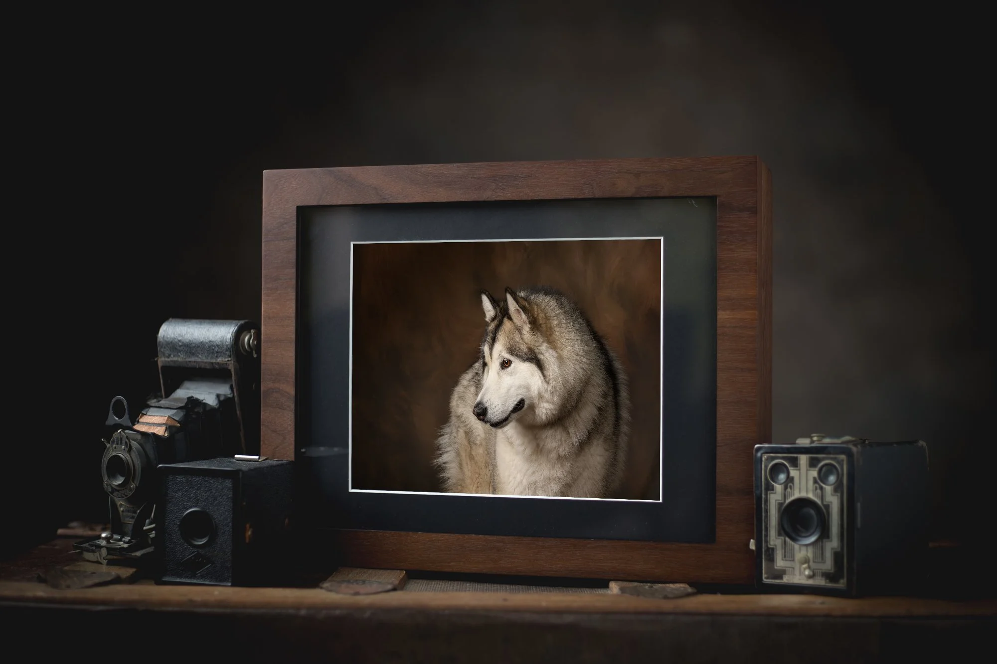 A framed photograph of a Siberian Husky puppy with a dark background, placed on a wooden surface surrounded by vintage cameras.