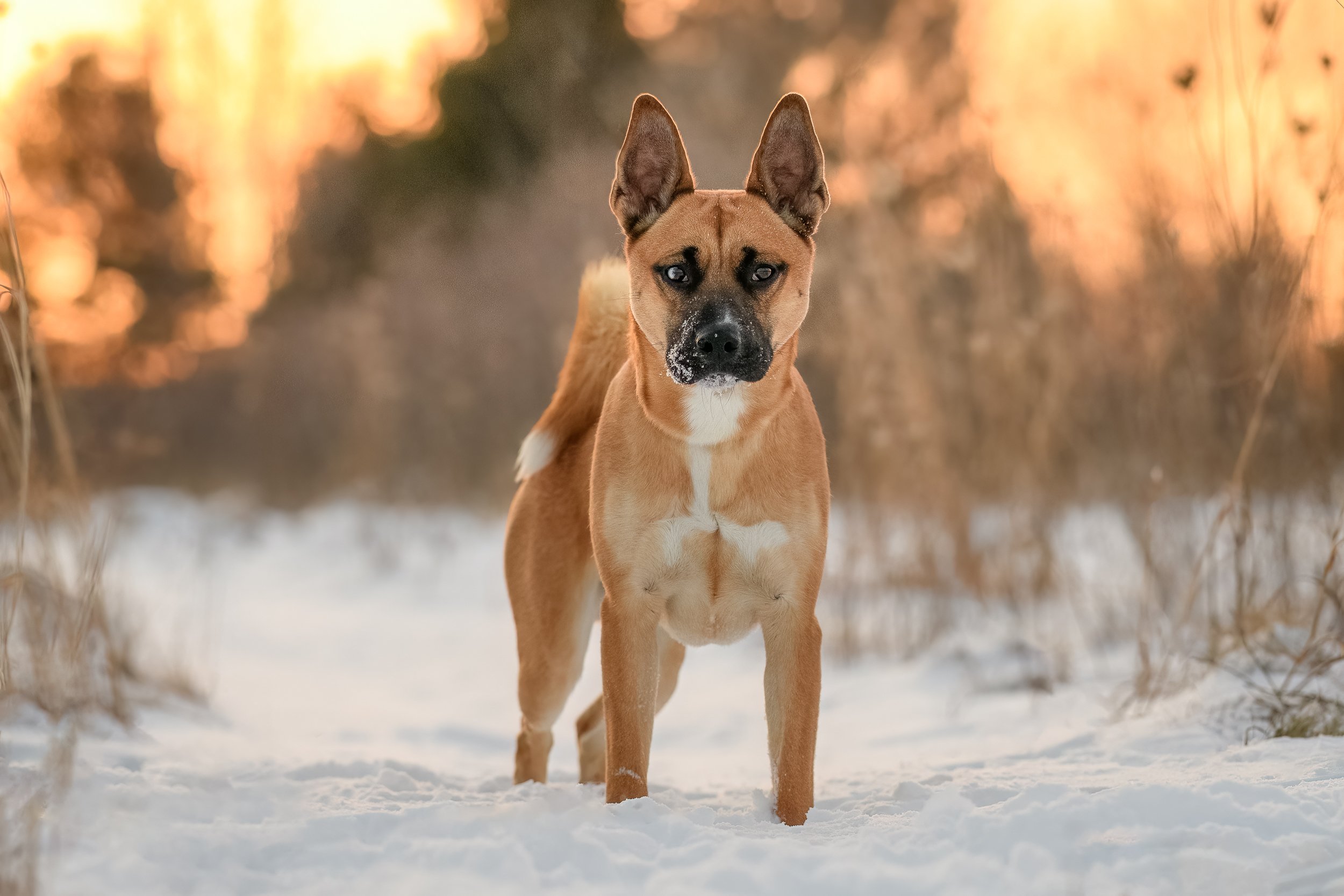 A copper boxer dog with a curly tail in the snow