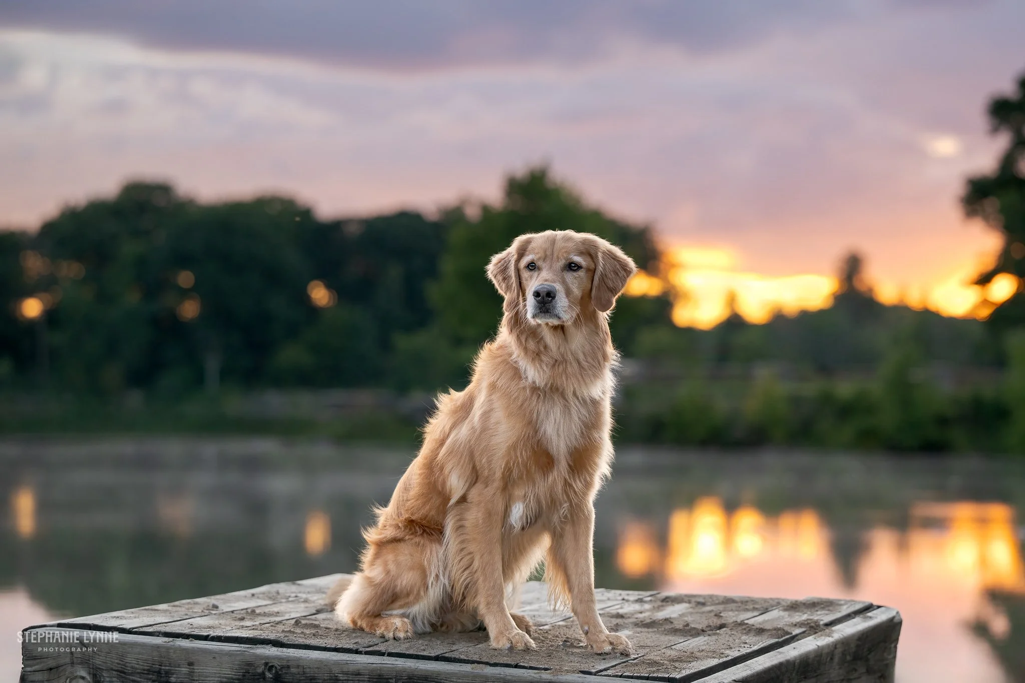 A golden retriever sitting on a dock by a lake at sunset with a colorful sky and trees in the background.