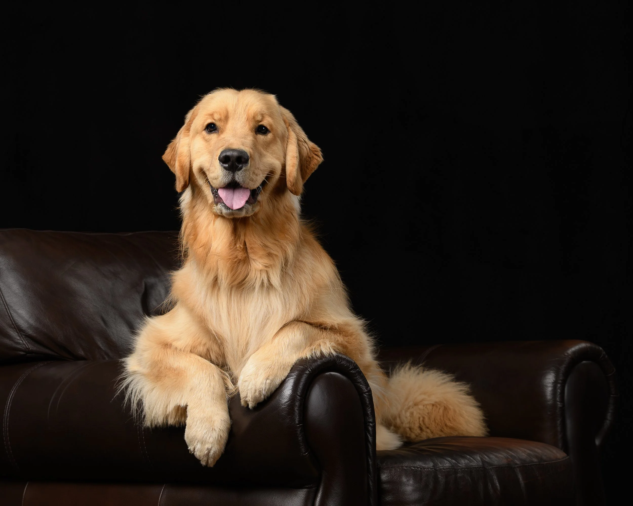 Portfolio — Stephanie Lynne Photography Waukesha, Wisconsin Pet