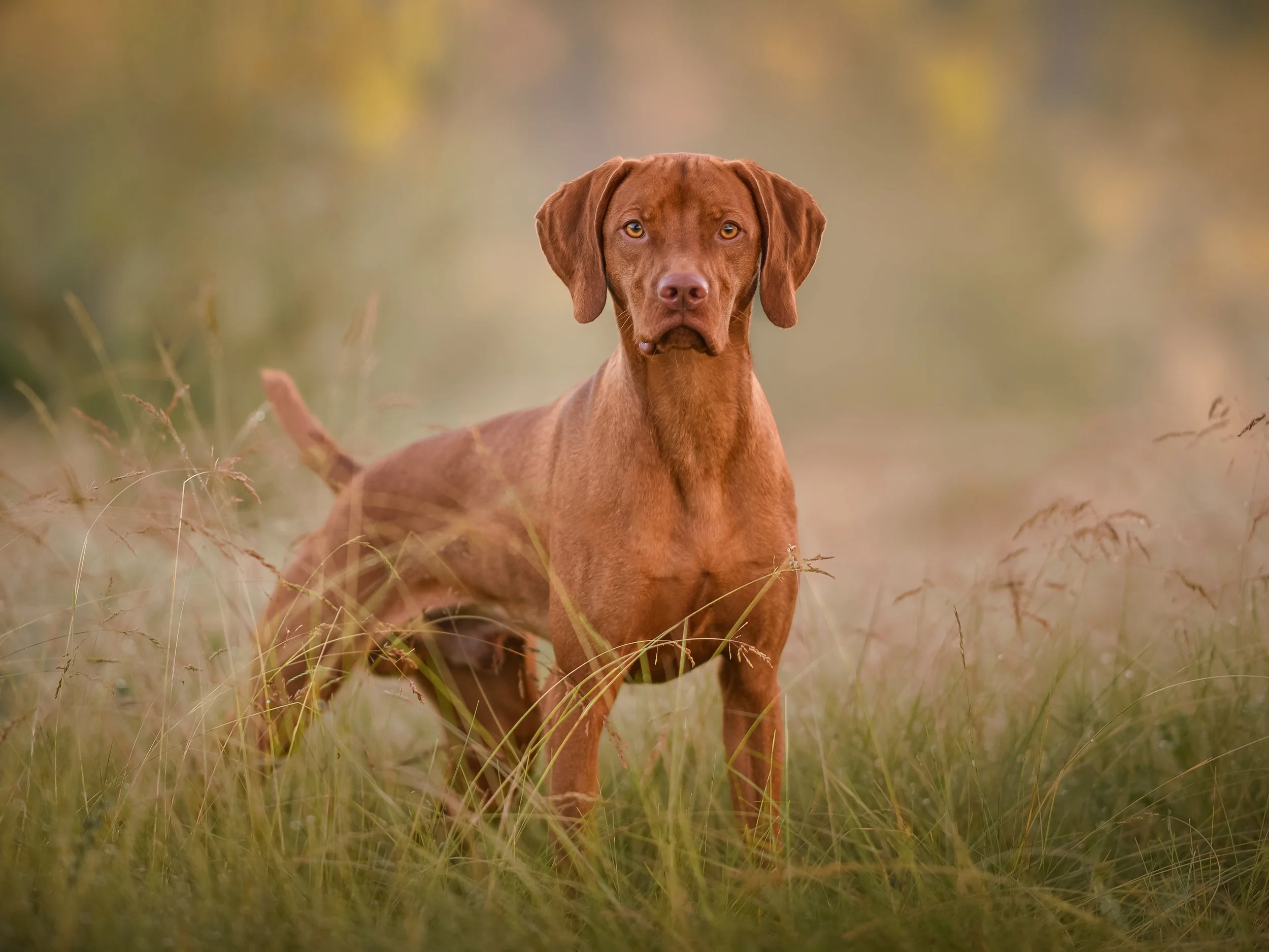 A brown dog standing in a field of tall grass with a blurred background of trees and foliage.