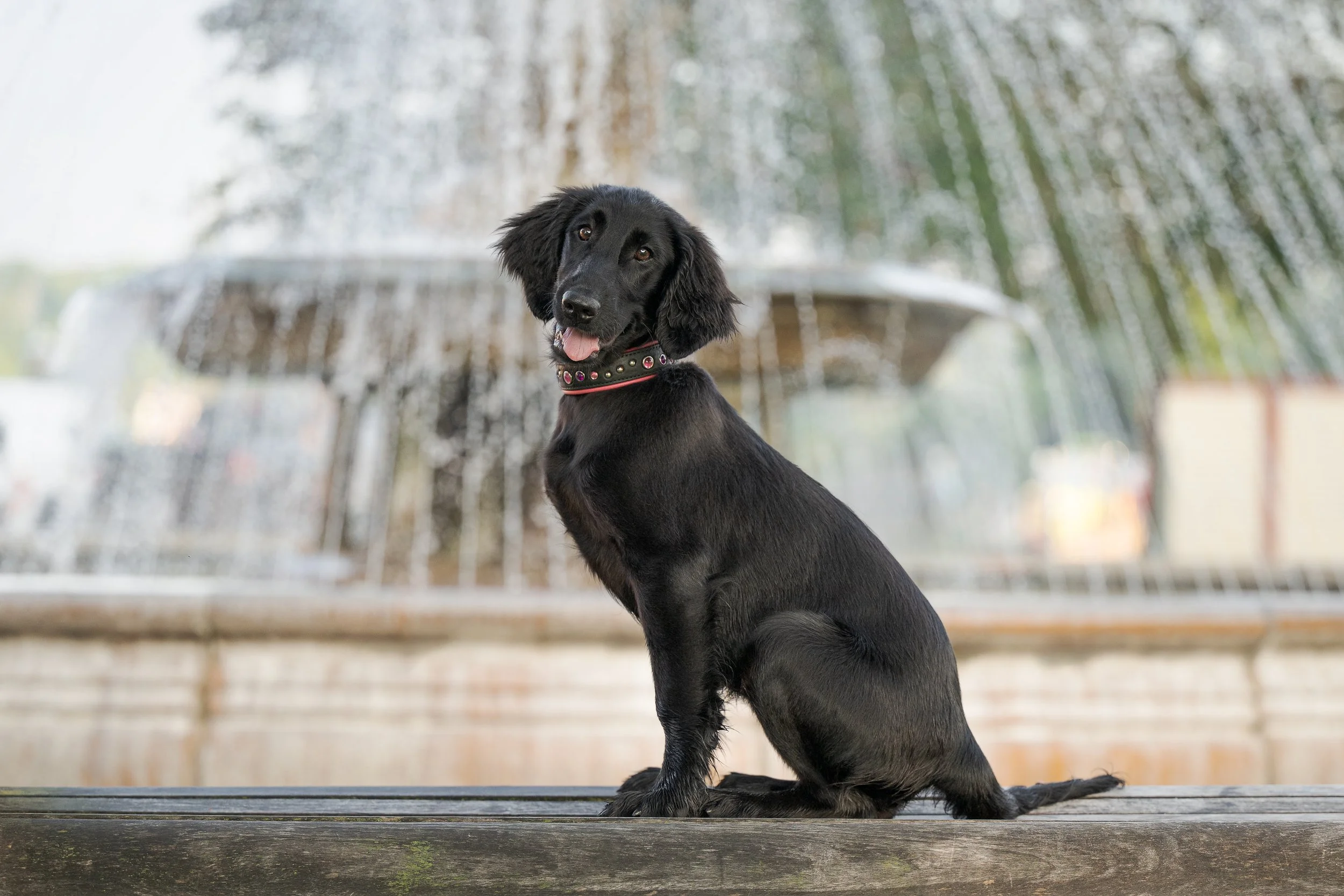 A black dachshund puppy sitting on a wooden surface with a fountain in the background.
