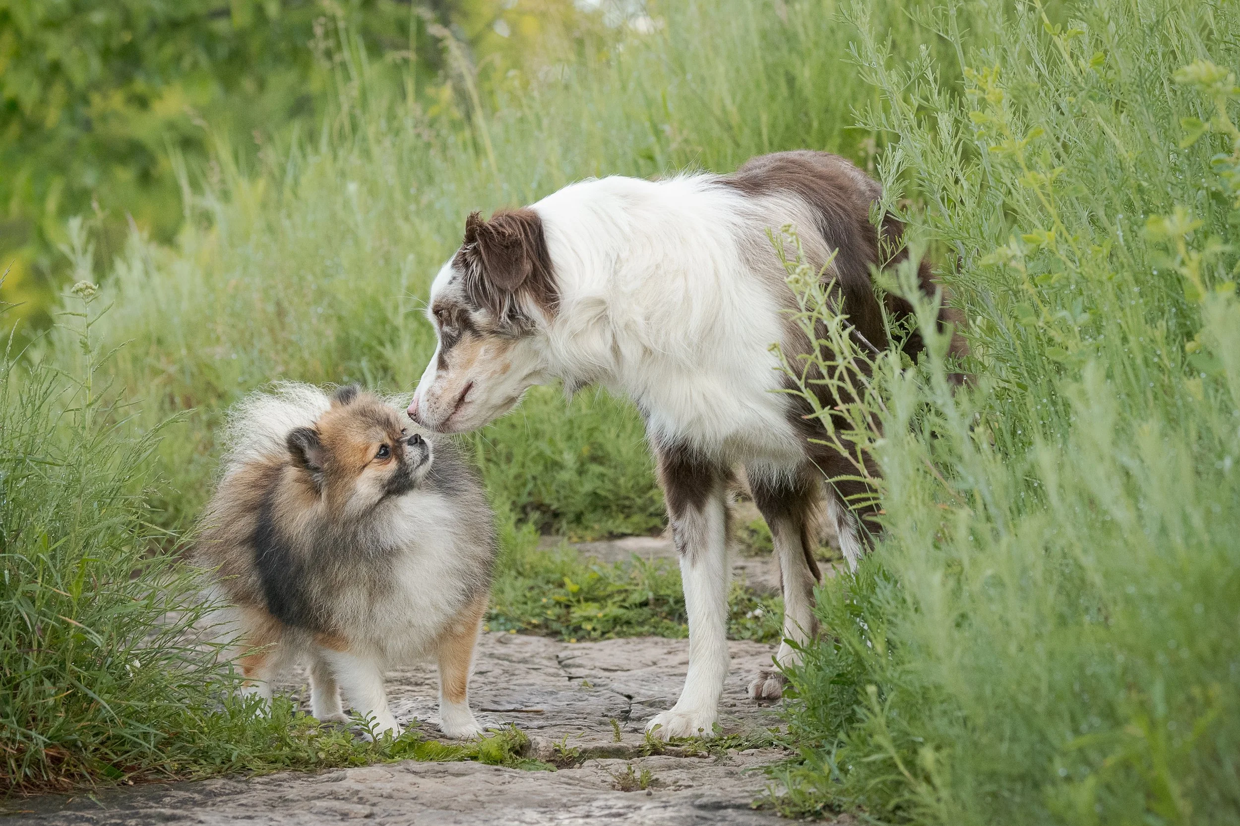 A small fluffy dog and a slender dog with long fur and marbled coat touching noses on a stone path surrounded by tall green grass and plants.