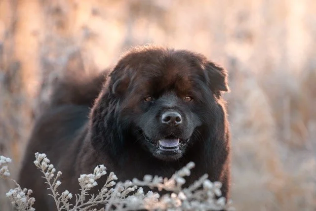 A close-up of a large black dog lying among white wildflowers in a natural outdoor setting.