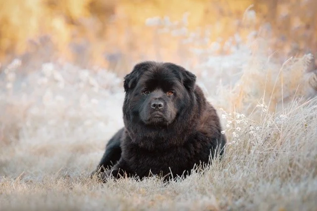 A black Chow Chow dog lying on dry grass in a natural outdoor setting with a blurred background.