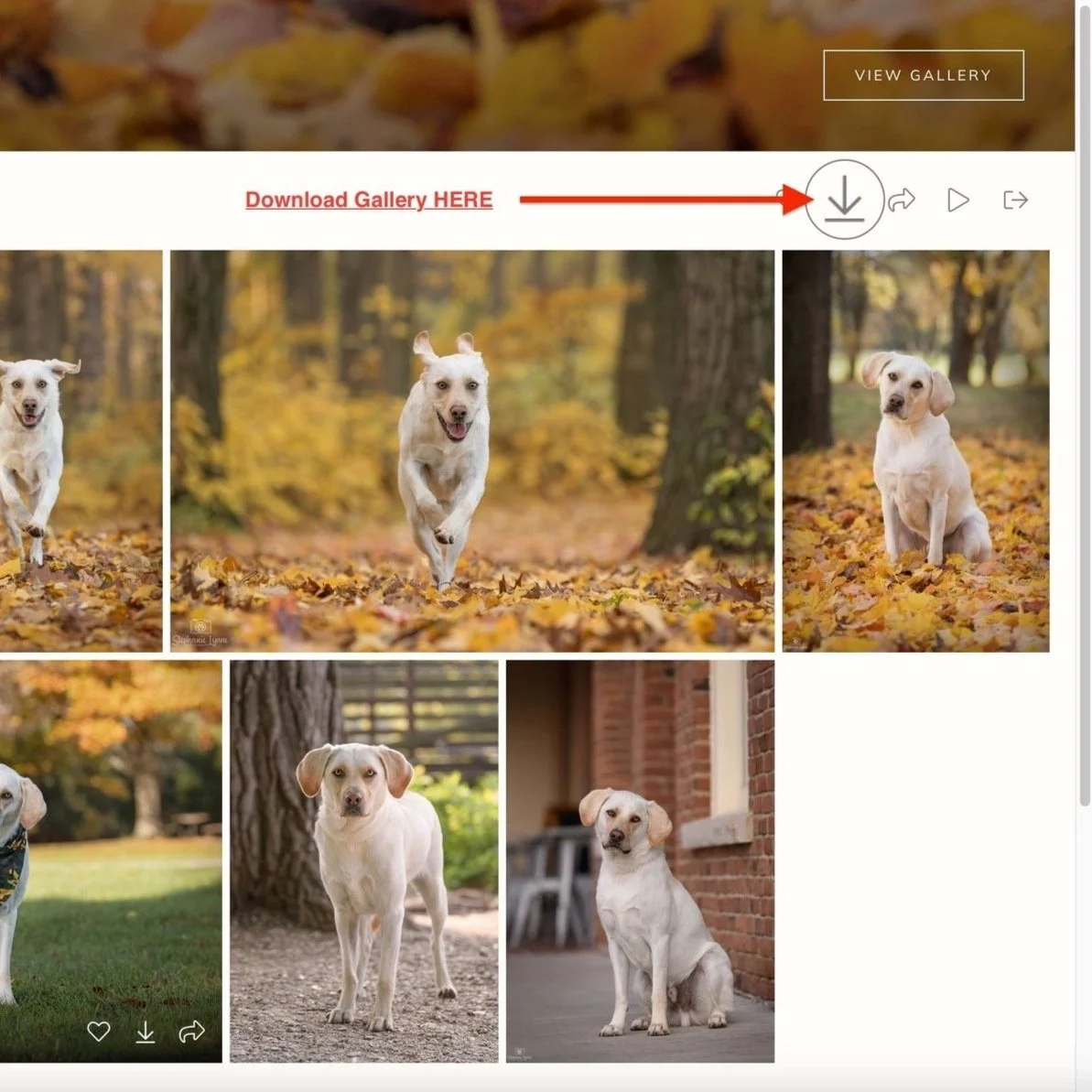 How to download your Pixieset online digital photo gallery