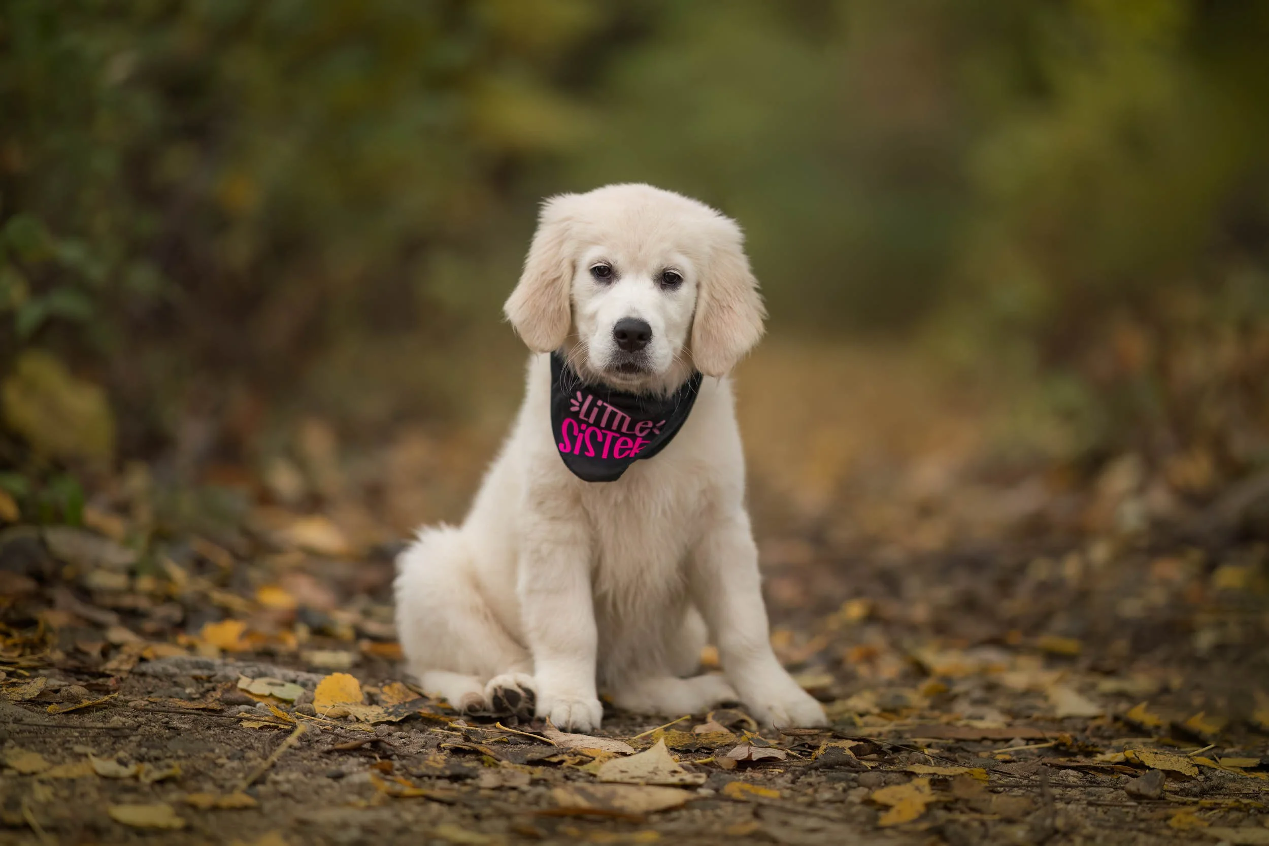 A cute puppy with light fur and floppy ears sitting on a leaf-covered trail in a forest. The puppy is wearing a black bandana with pink text that reads 'little sister'.