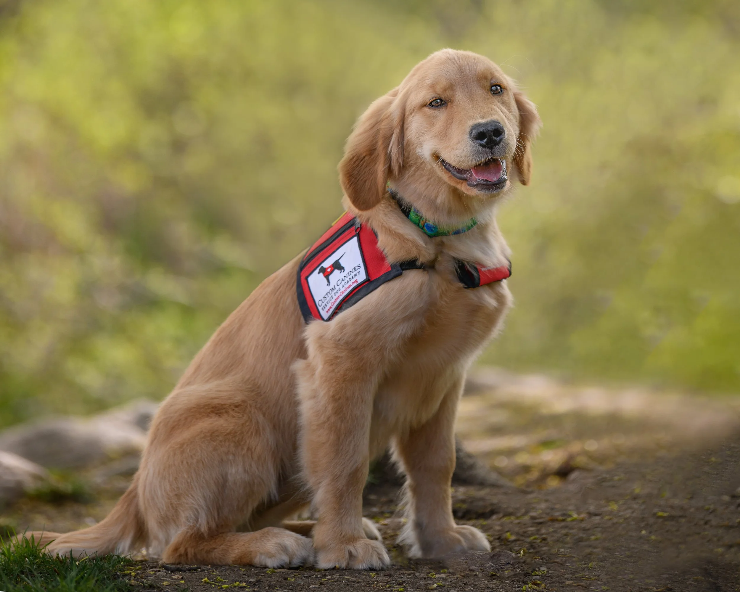 Service dog in training