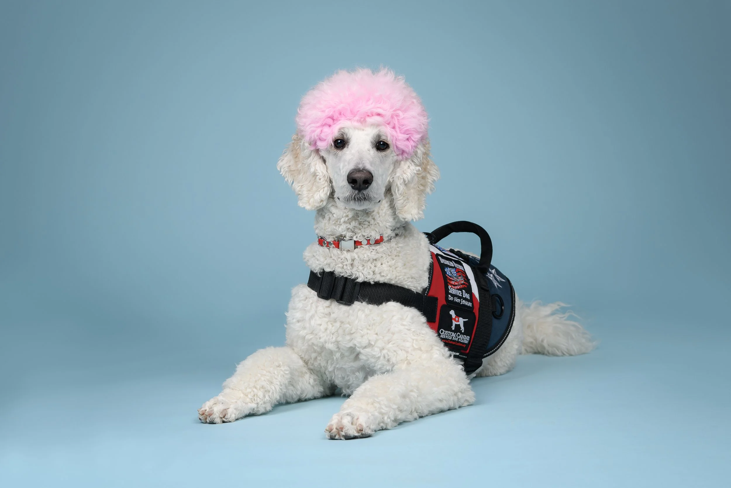 Pearl is a Service Dog for a U.S. Vietnam Veteran