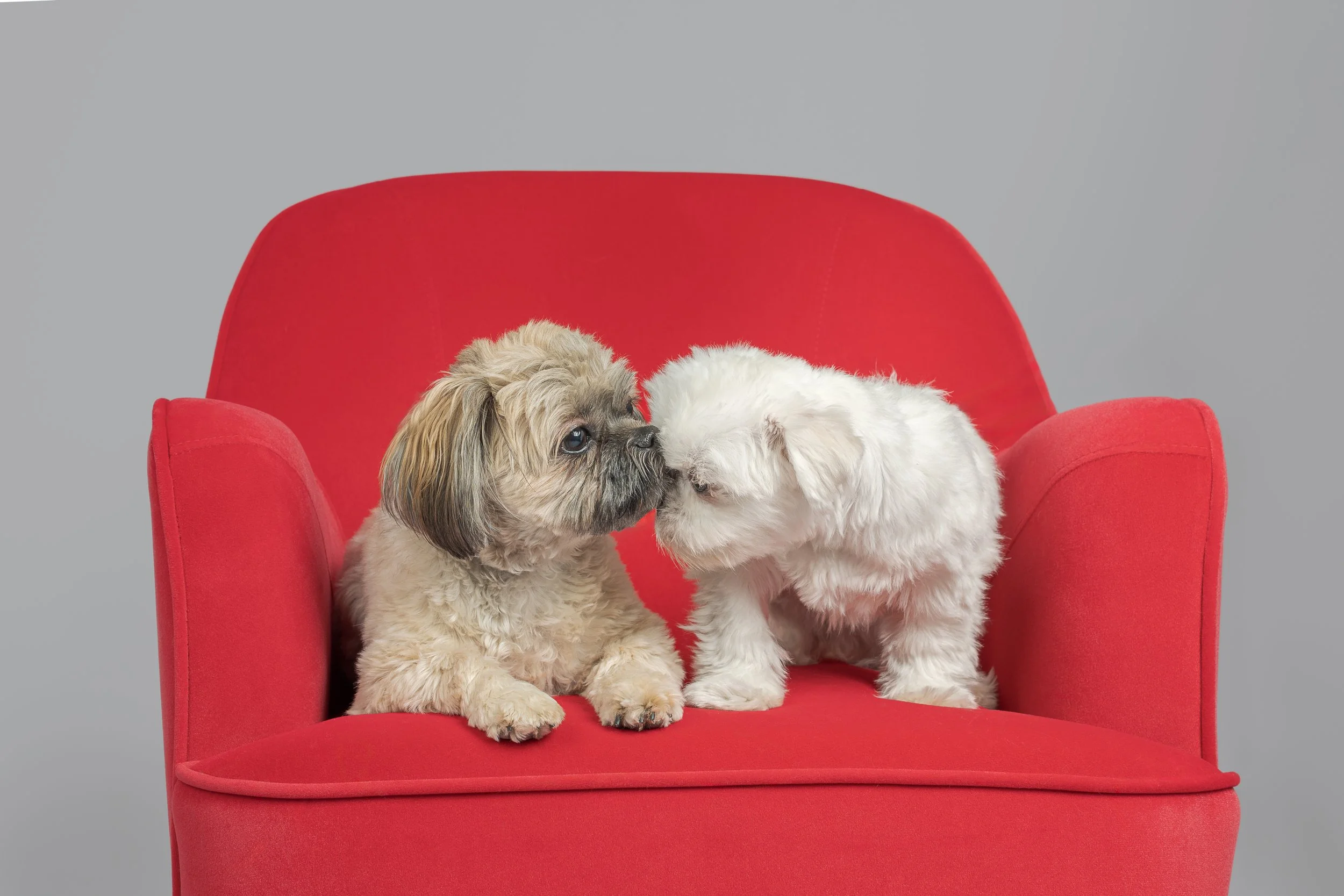 two little dogs touching noses on a red chair during a Waukesha dog photo session with Stephanie Lynne Photography