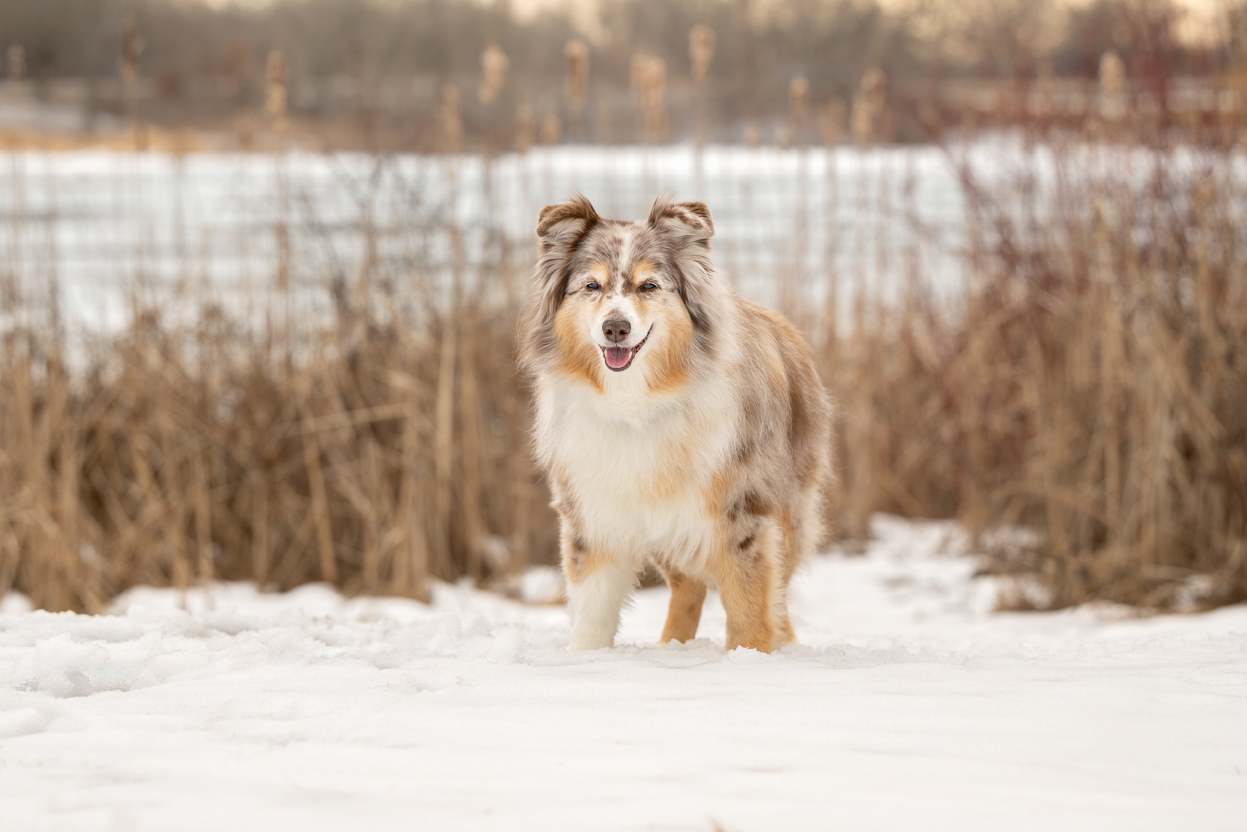 An Australian Shepherd dog standing on snow-covered ground in a winter landscape with dried bushes and trees in the background.