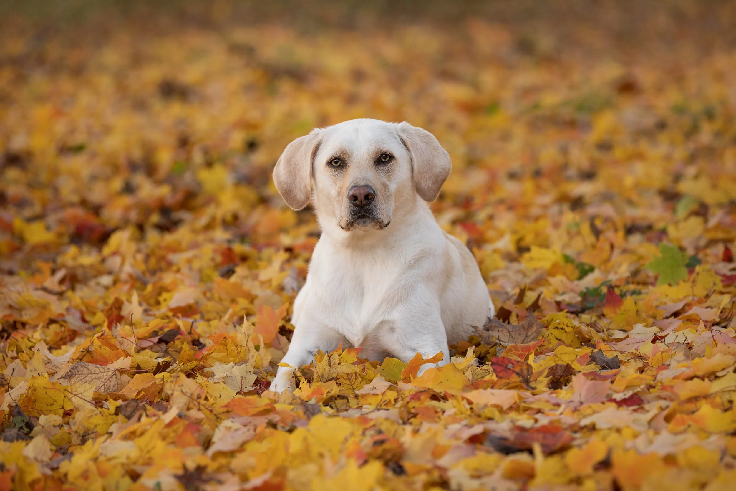 A Labrador Retriever dog sitting in a bed of fallen autumn leaves.