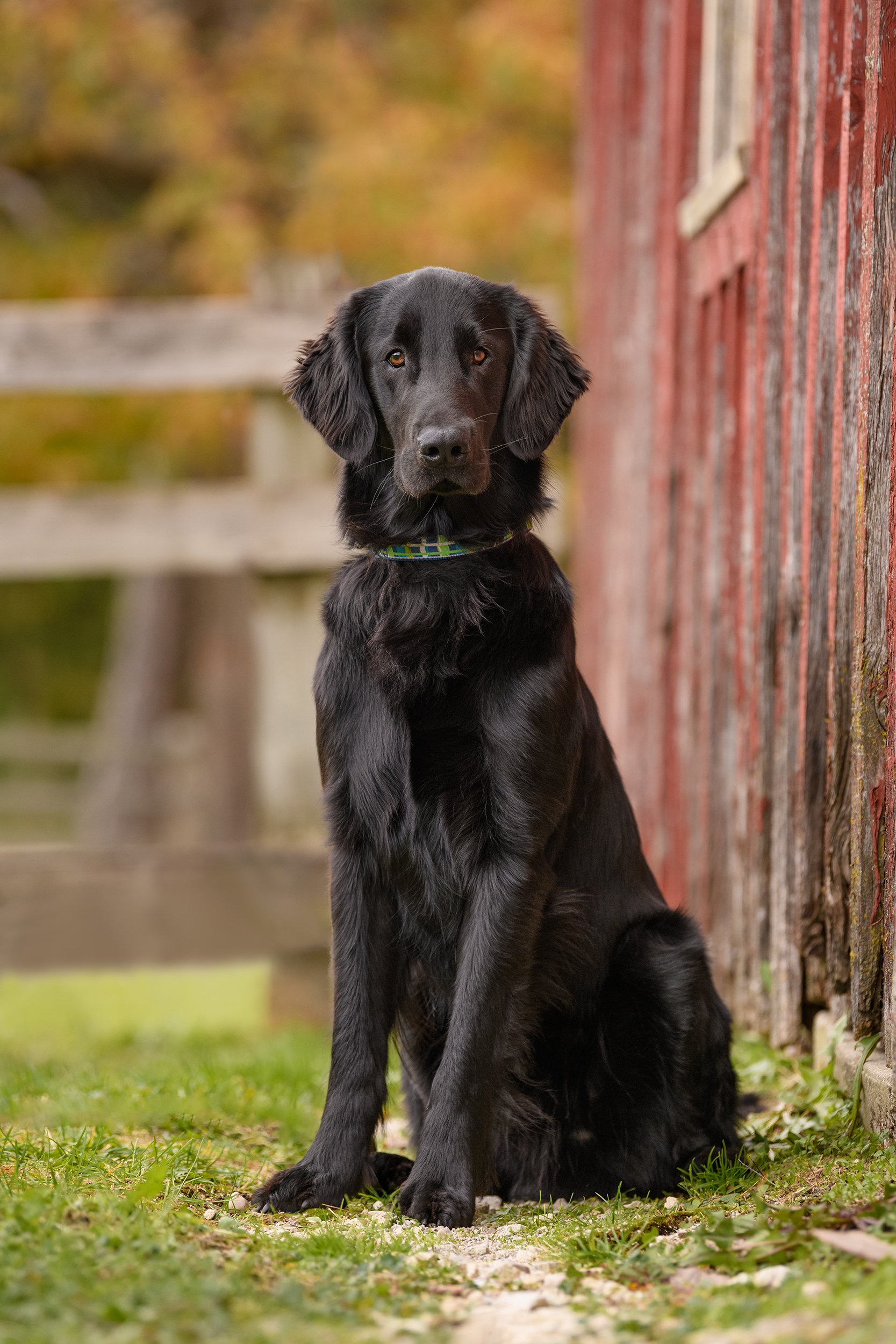 Black dog with a shiny coat and floppy ears sitting outdoors next to a weathered wooden fence with red paint, with autumn trees in the background.